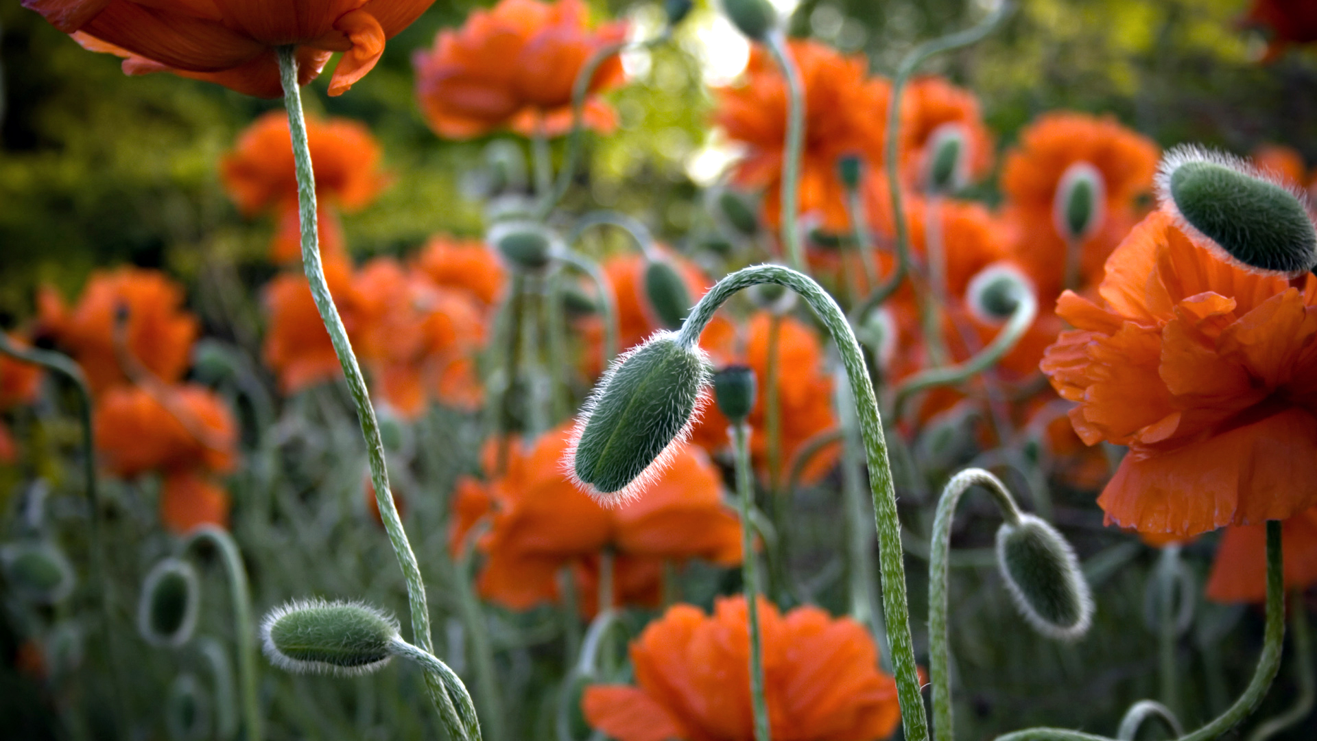 Необычные оранжевые цветы