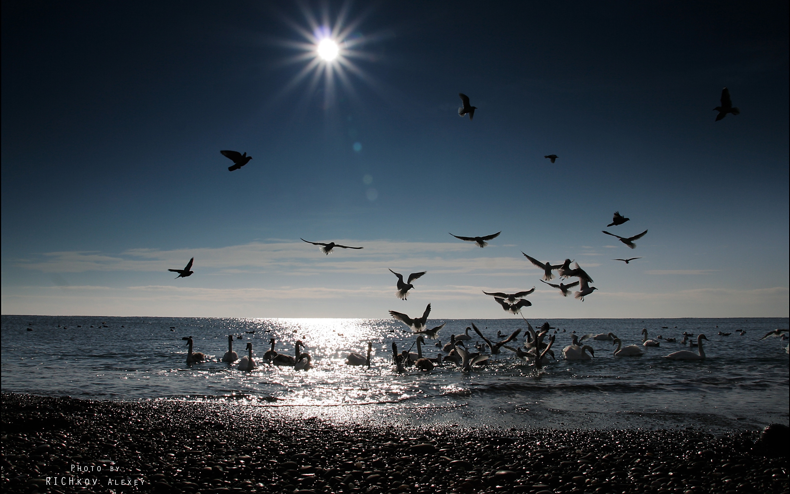 beach, landscape, birds, water, sea, sun 1080p