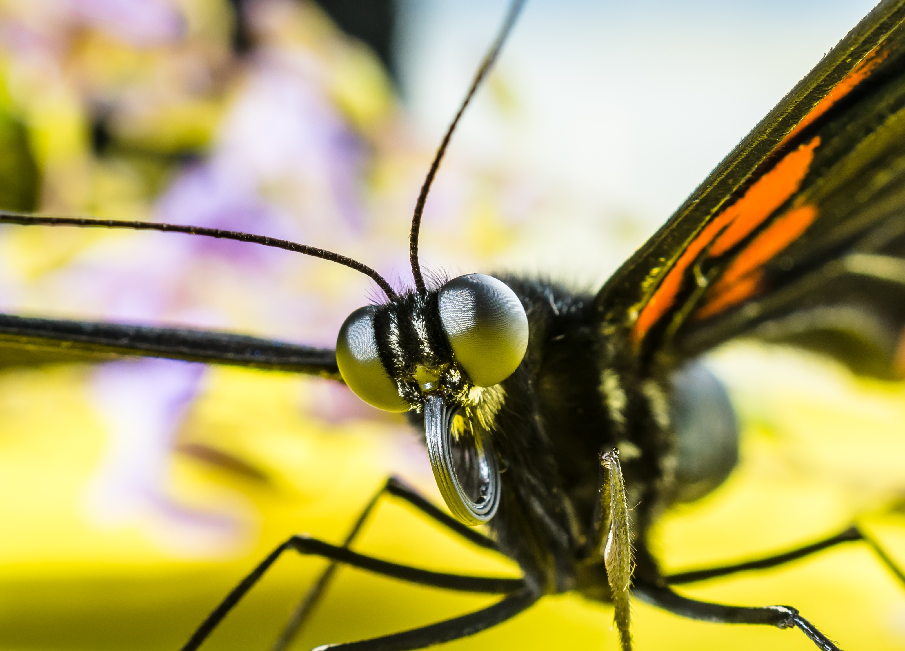 Laden Sie das Makro, Augen, Insekt, Schmetterling-Bild kostenlos auf Ihren PC-Desktop herunter