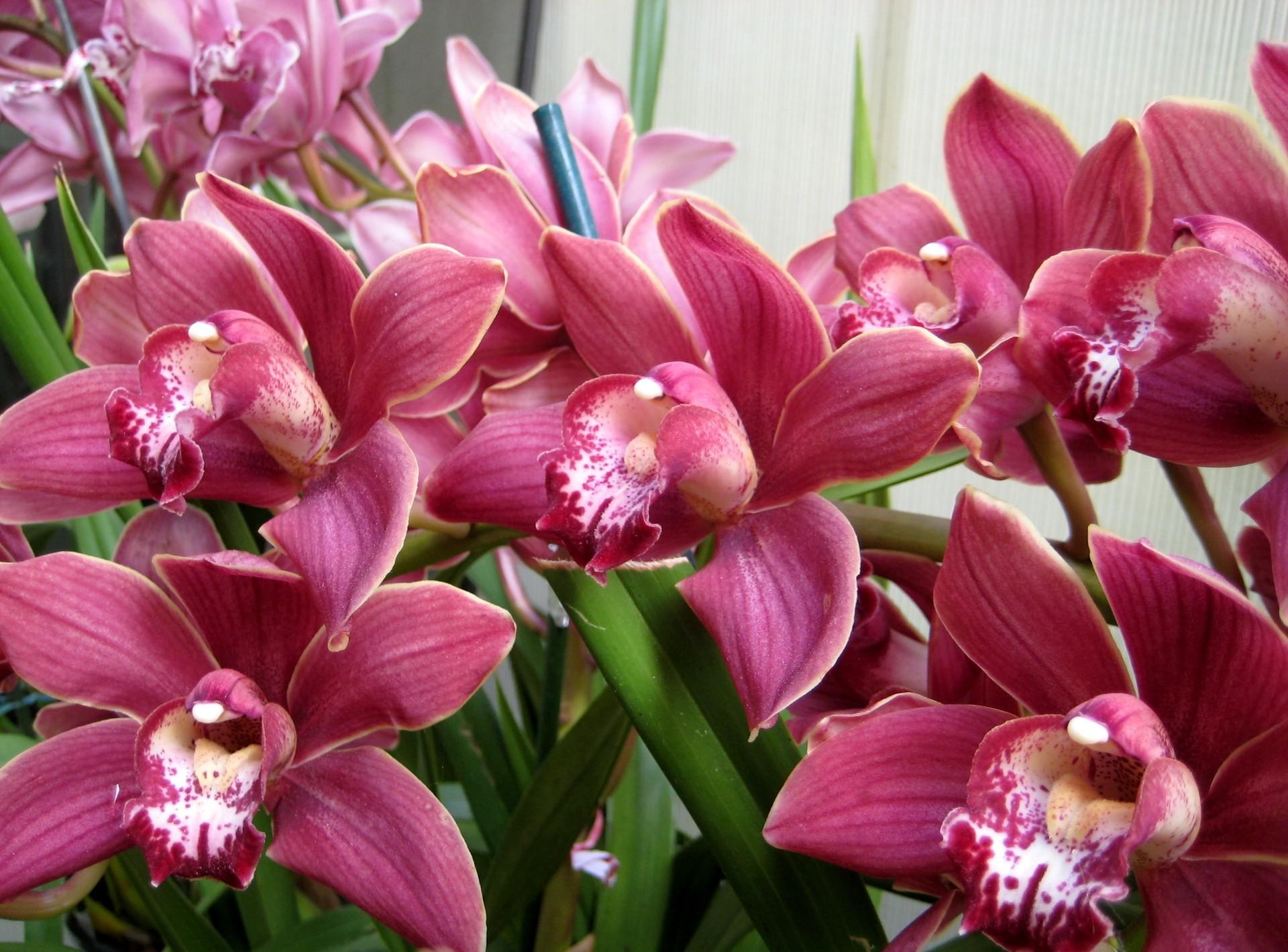 57190 Bildschirmschoner und Hintergrundbilder Orchideen auf Ihrem Telefon. Laden Sie grüne, schönheit, grünen, blumen Bilder kostenlos herunter