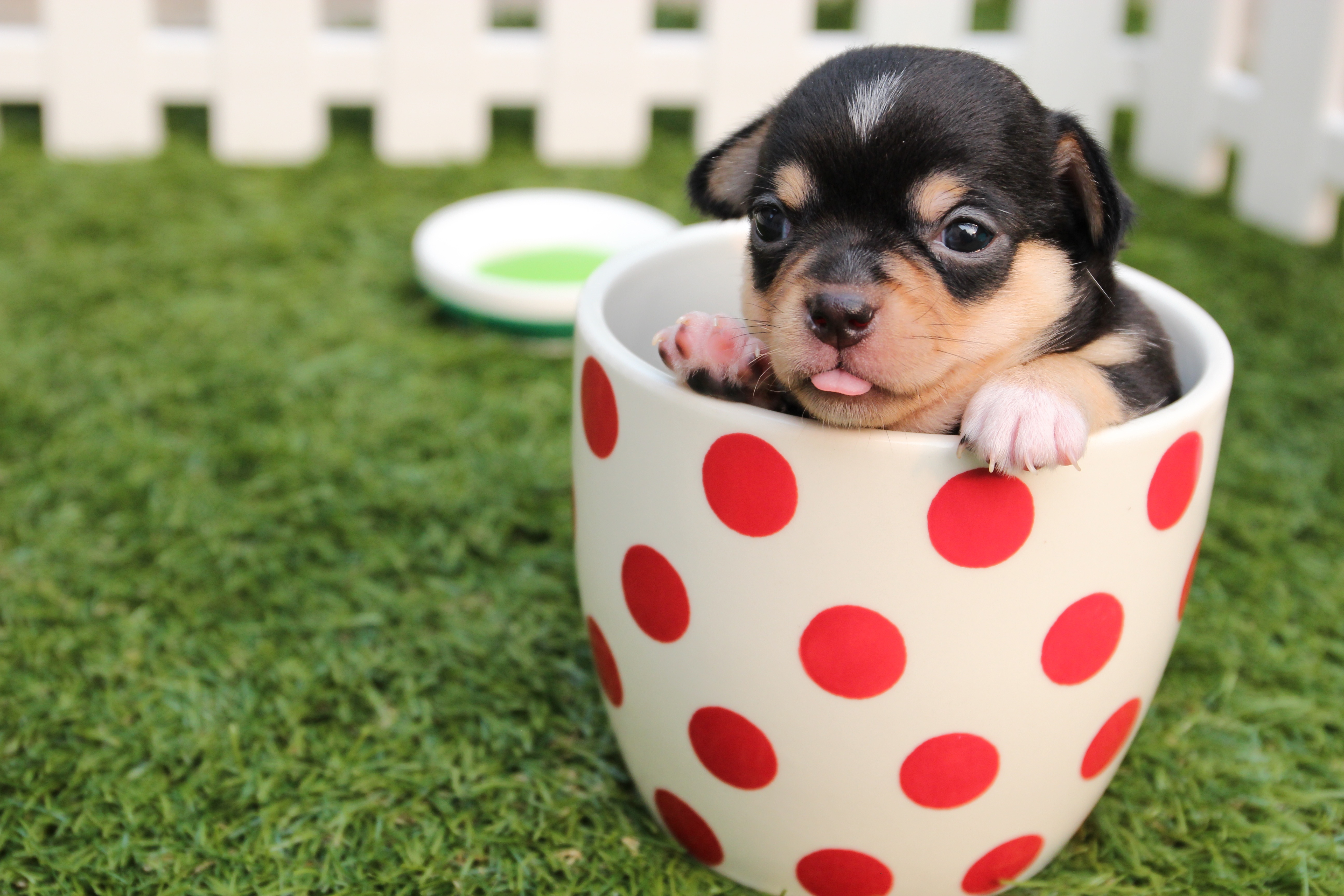 73496 download wallpaper dog, animals, cup, puppy screensavers and pictures for free