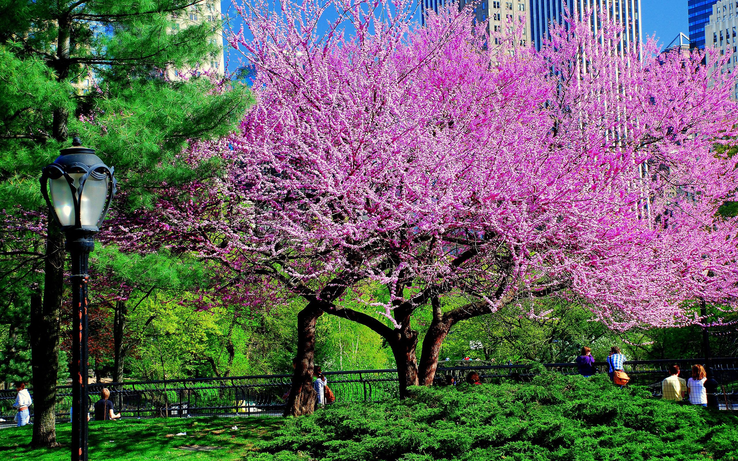 157685 Заставки и Обои Дерево на телефон. Скачать город, парк, цветы, природа картинки бесплатно