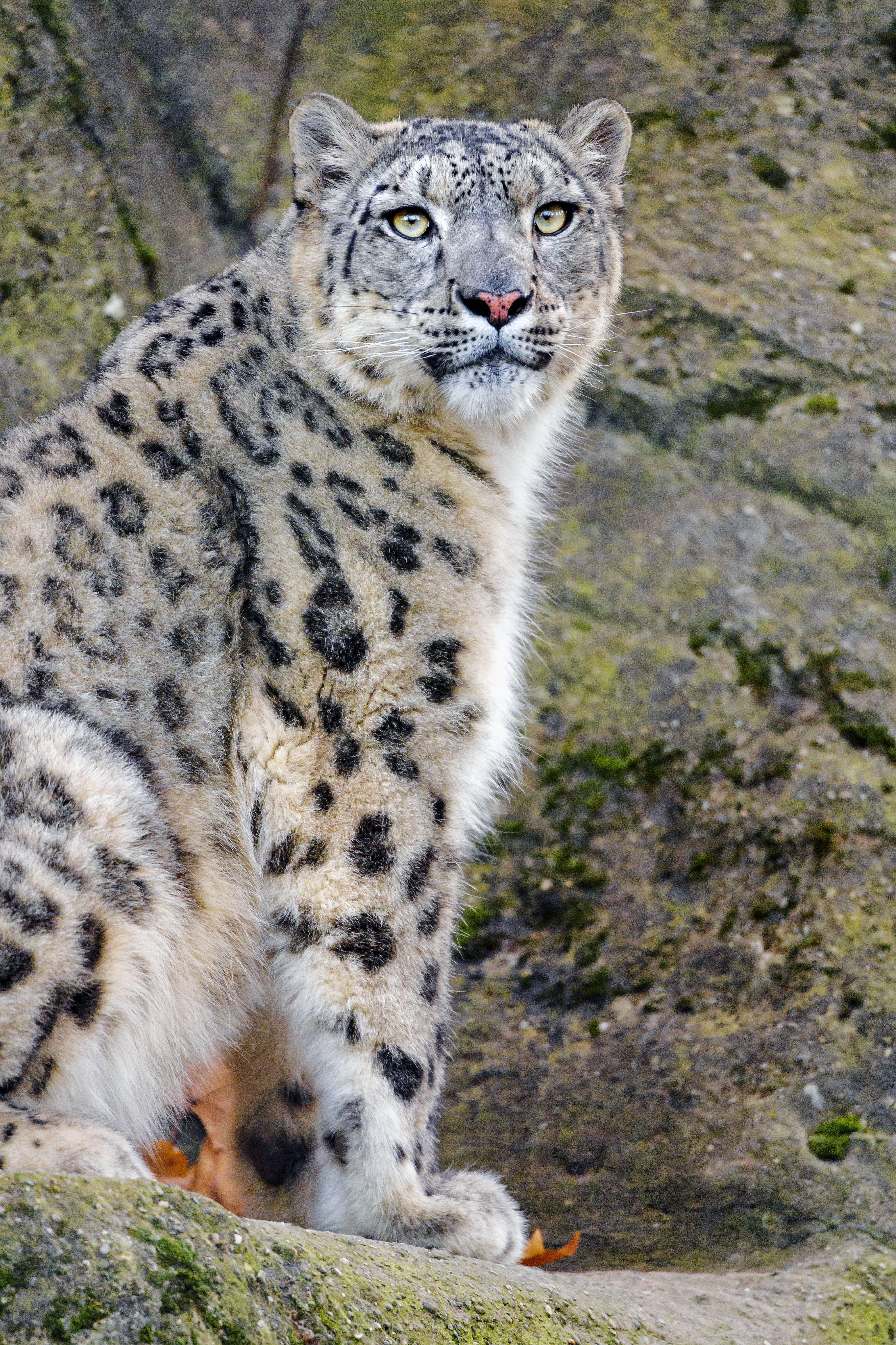 108463 économiseurs d'écran et fonds d'écran Snow Leopard sur votre téléphone. Téléchargez animaux, blanc, prédateur, animal images gratuitement
