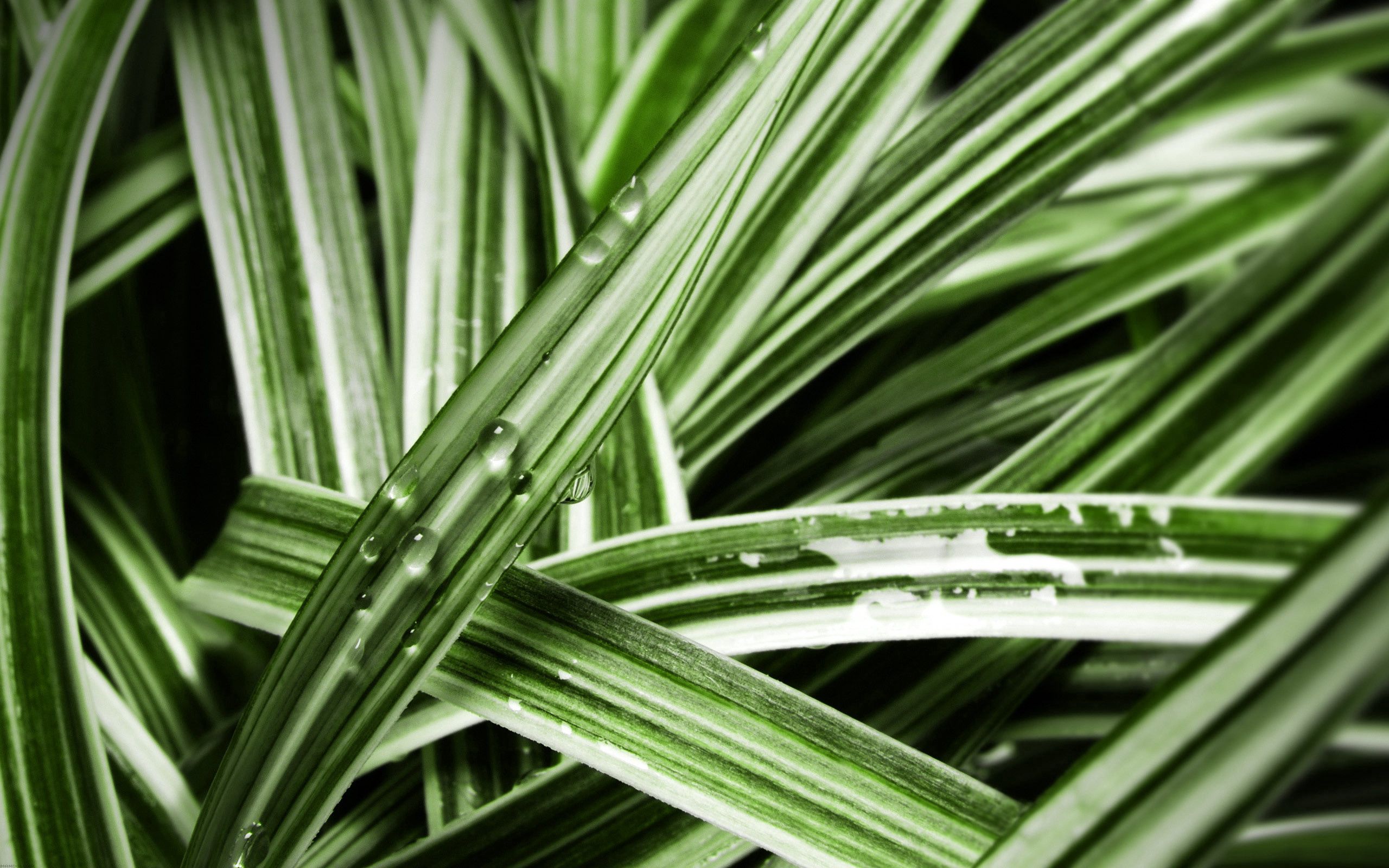 leaves, macro, wet, striped, humid QHD