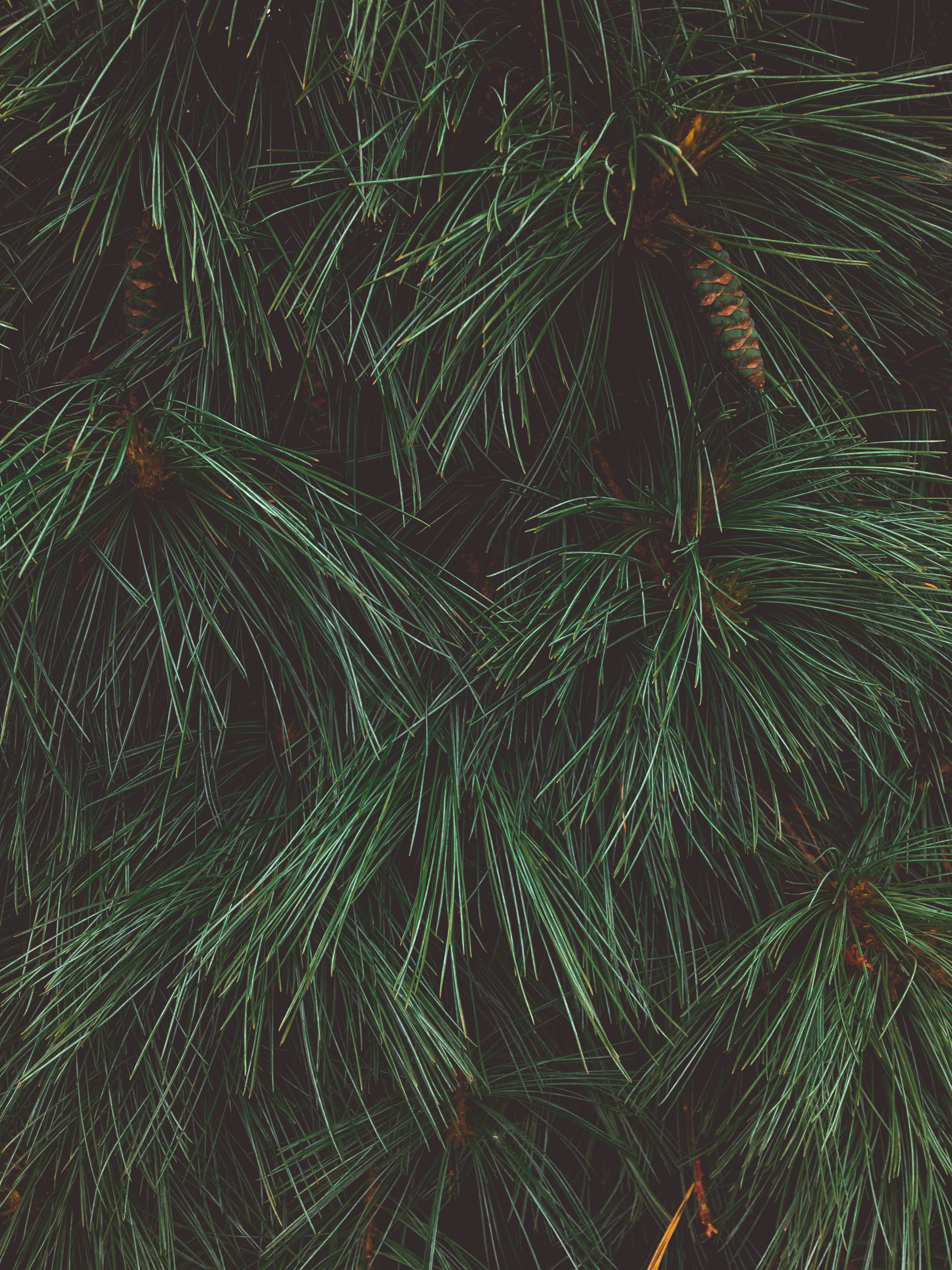 お使いの携帯電話の87445スクリーンセーバーと壁紙コー​​ン。 コー​​ン, 針, 緑, 大きい, マクロ, 闇, 暗い, クリスマスツリーの写真を無料でダウンロード