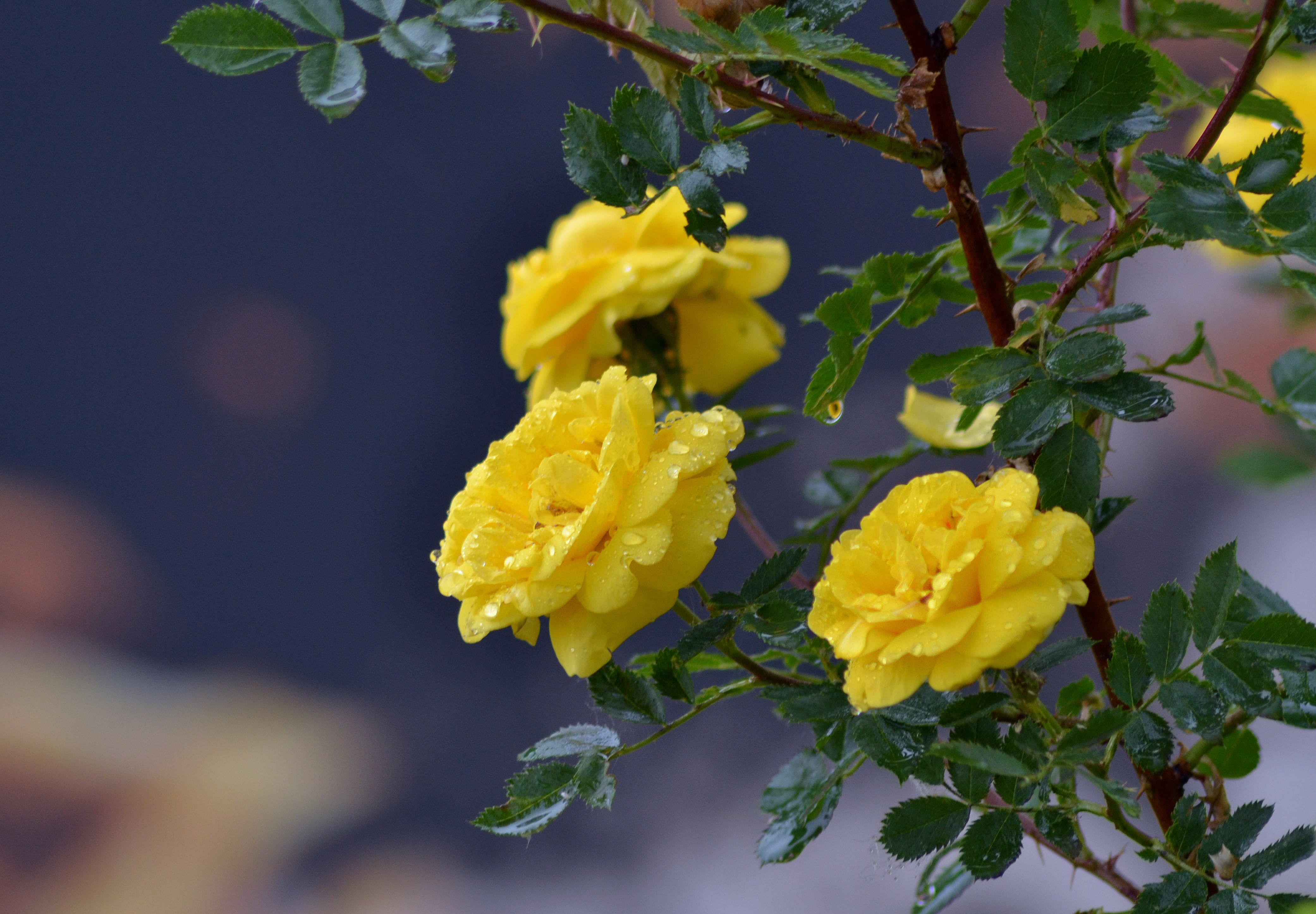 104527 завантажити шпалери рози, квіти, краплі, гілка, жовті троянди - заставки і картинки безкоштовно