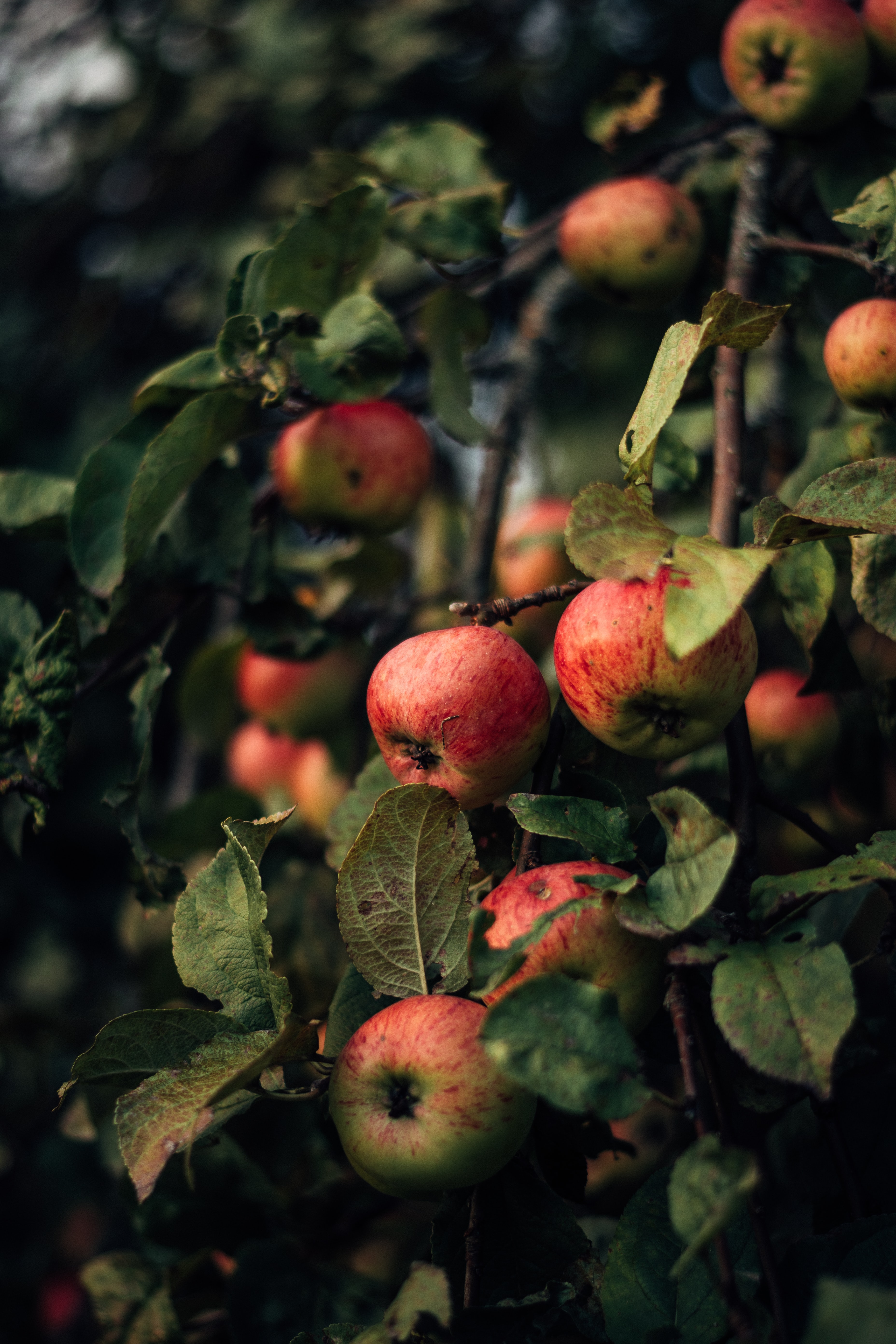 branches, apples, nature, red, fruit for android