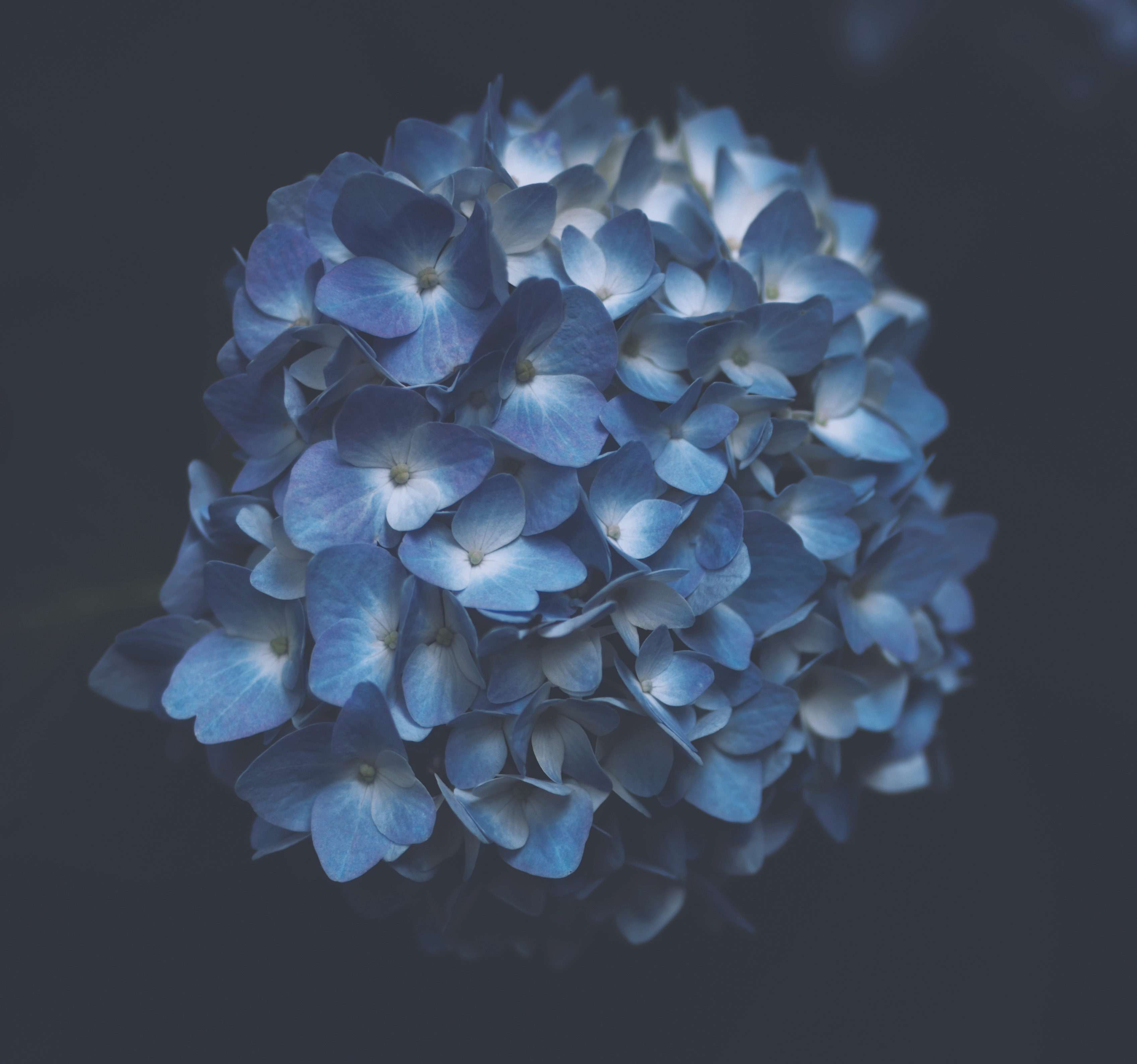 71572 Bild herunterladen blumen, blau, makro, hortensie, blütenstände, blütenstand - Hintergrundbilder und Bildschirmschoner kostenlos