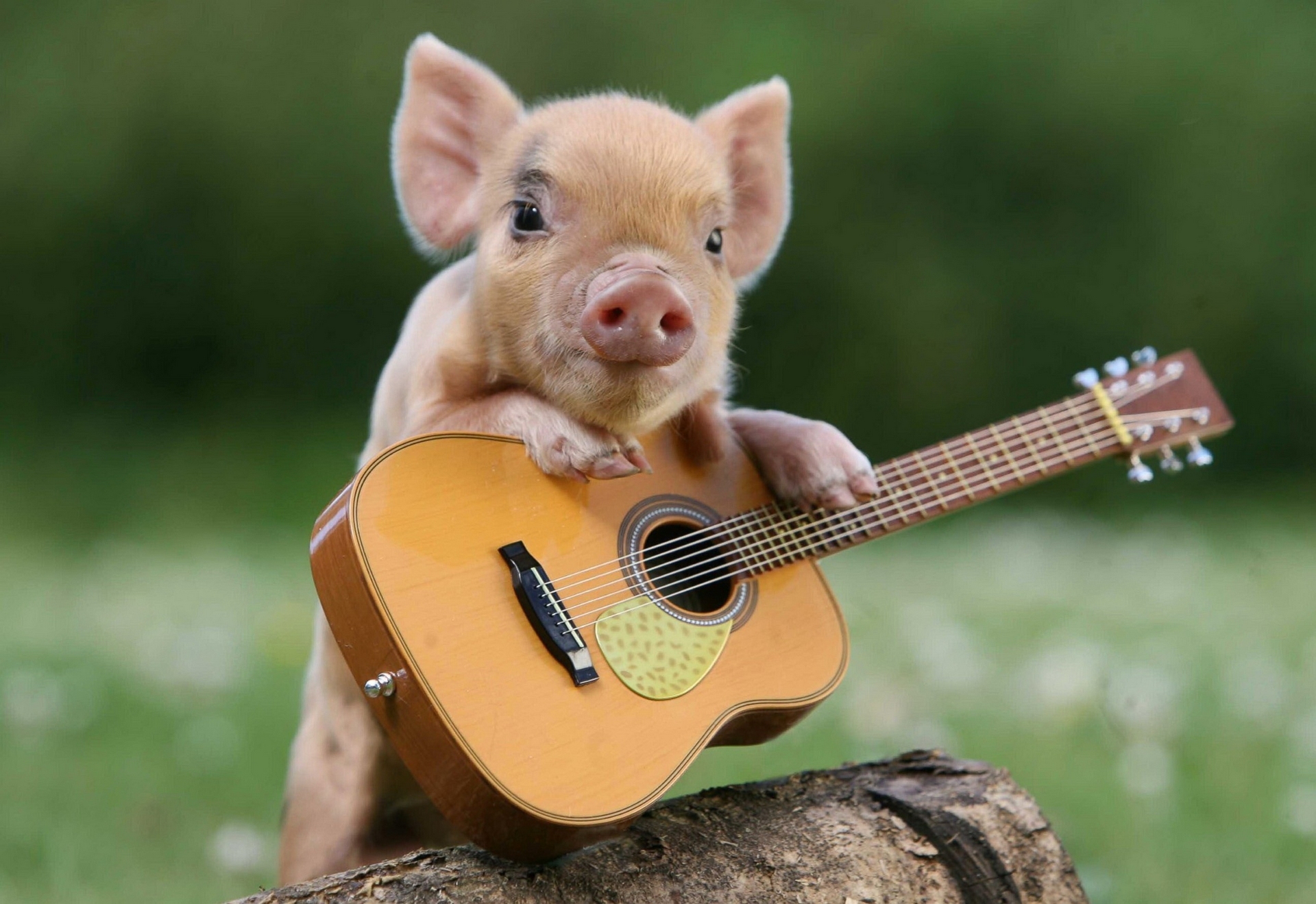 お使いの携帯電話の97722スクリーンセーバーと壁紙ギター。 動物, ギター, 豚, 子豚の写真を無料でダウンロード