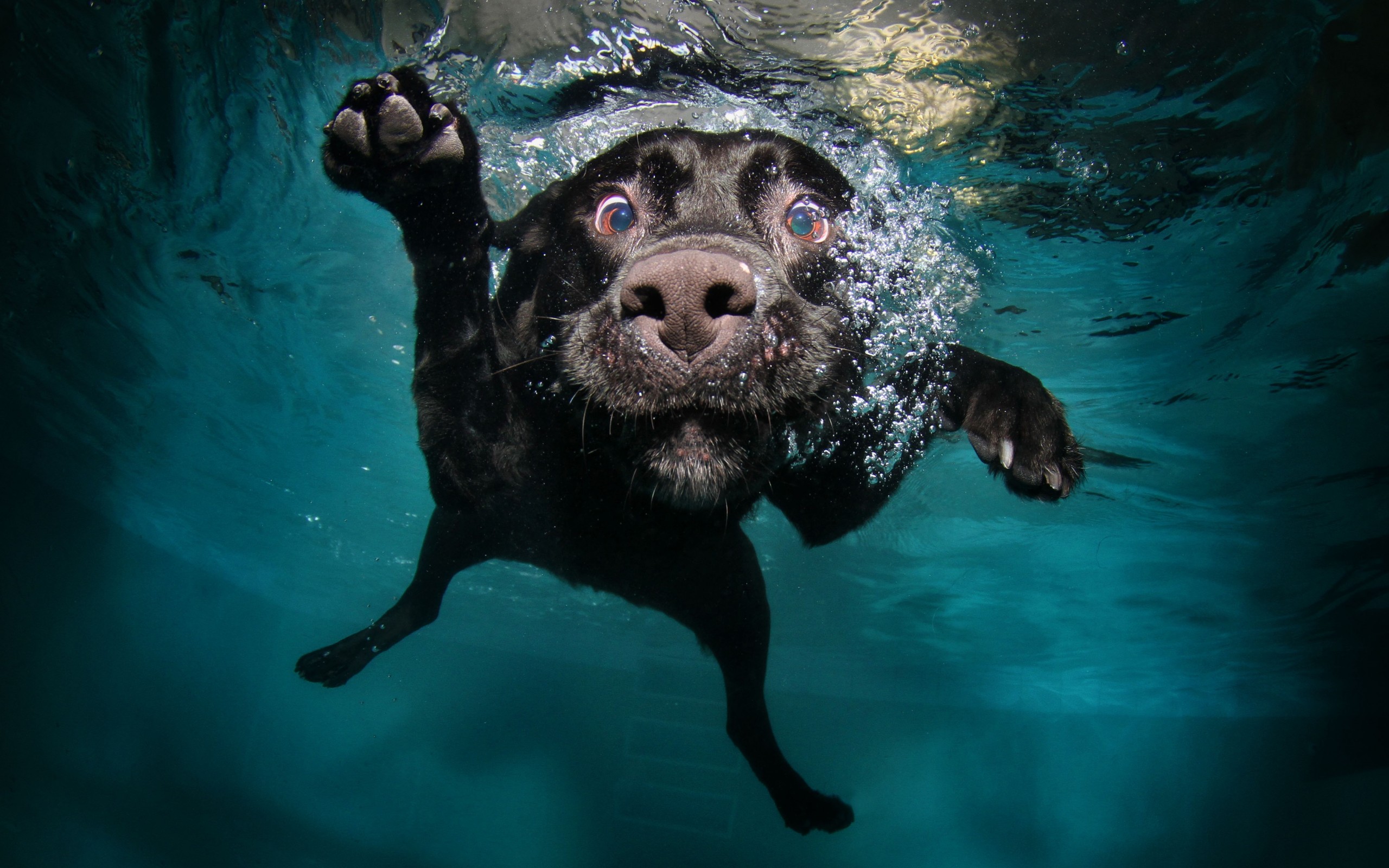 water, animal, labrador retriever, dogs Lock Screen Images