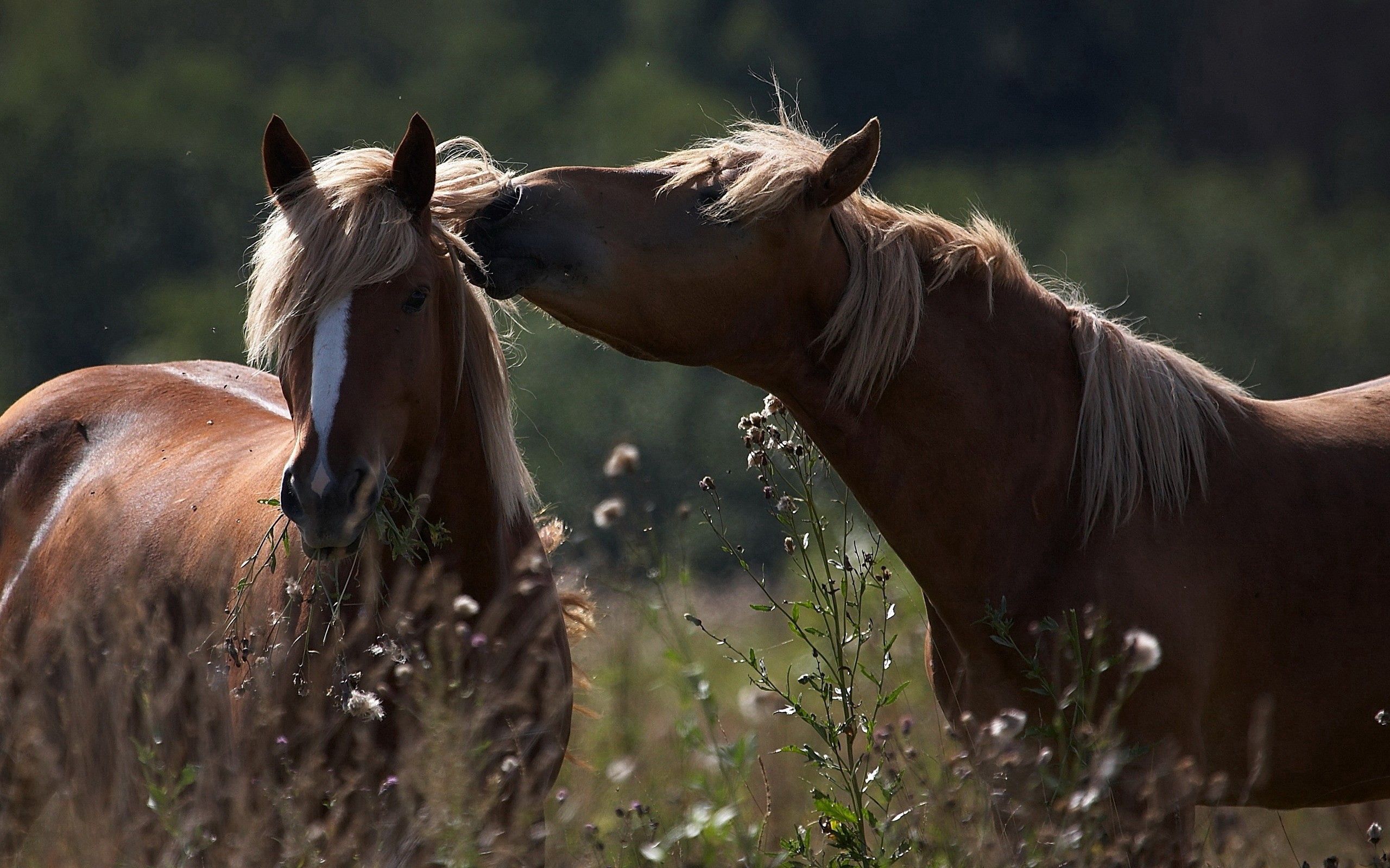 Laden Sie das Pferde, Tiere, Grass, Paar, Feld, Schatten, Pflege, Zärtlichkeit-Bild kostenlos auf Ihren PC-Desktop herunter