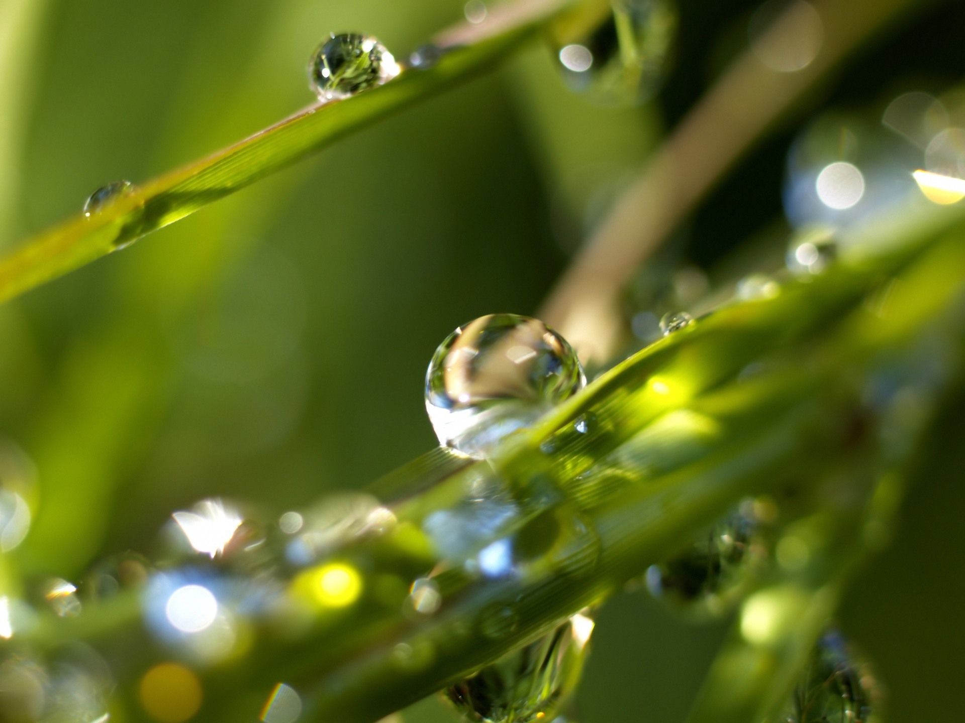 11440 download wallpaper plants, water, drops, green screensavers and pictures for free