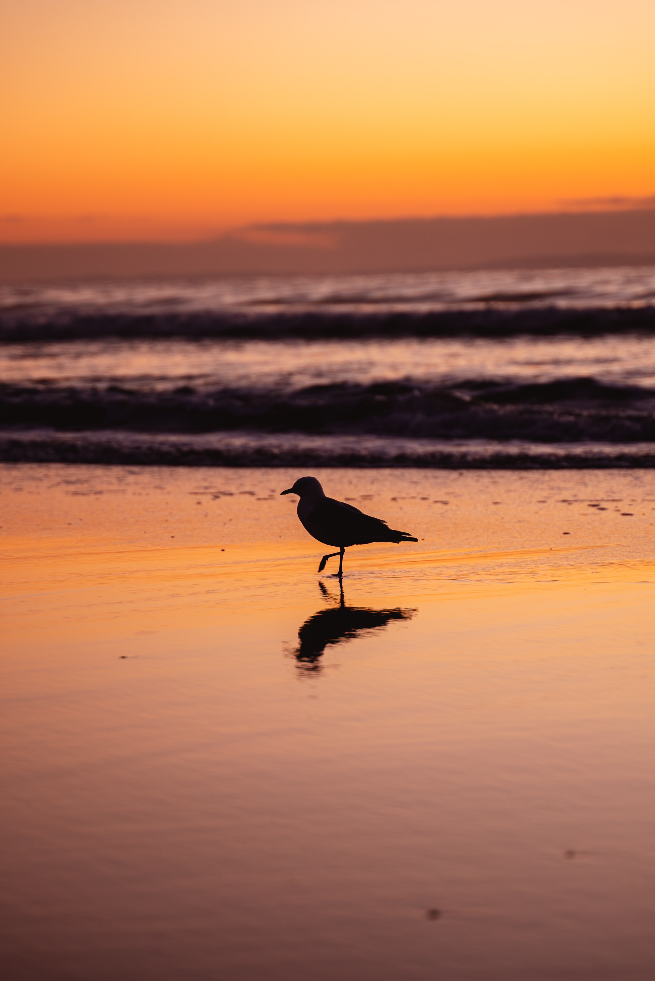 beach, animals, twilight, bird, dusk, gull, seagull Full HD