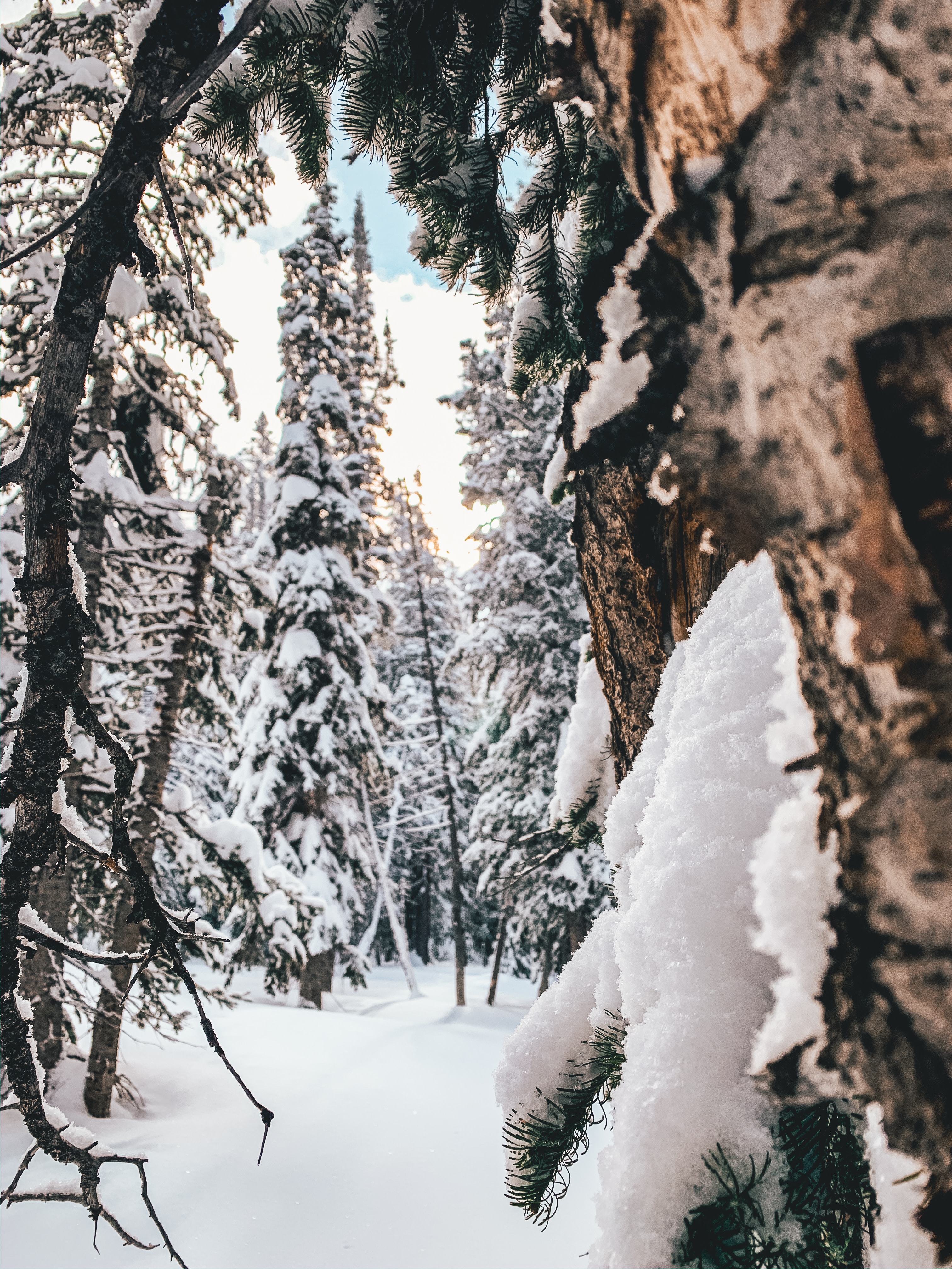 Handy-Wallpaper Winter, Natur, Bäume, Schnee, Nadel, Wald, Nadelholz kostenlos herunterladen.