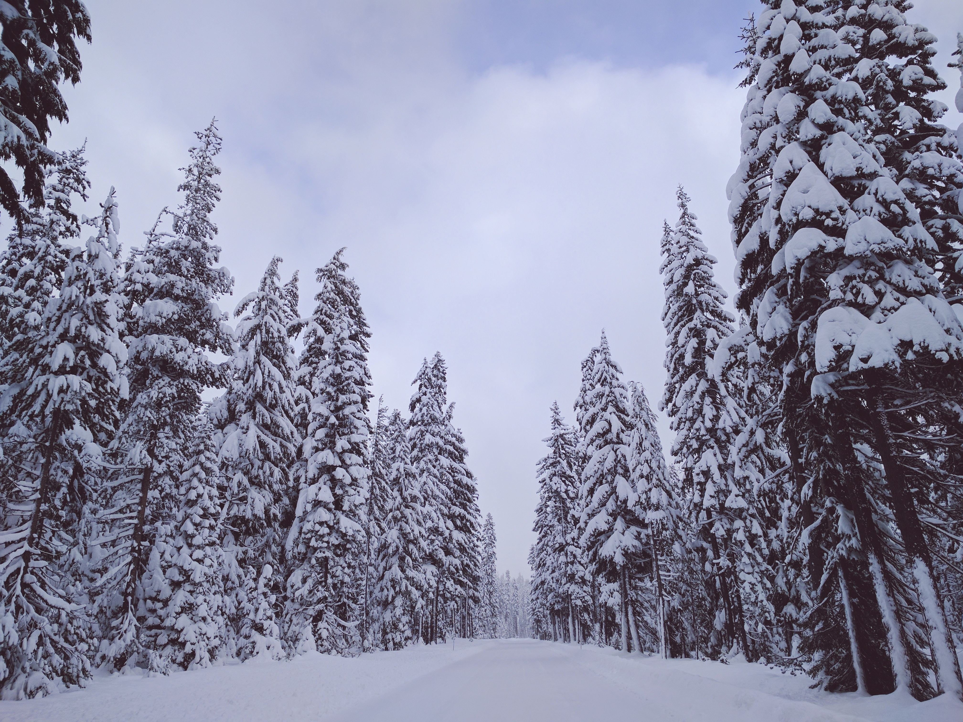 手機的156355屏保和壁紙冬天。 免費下載 雪, 性质, 树 圖片