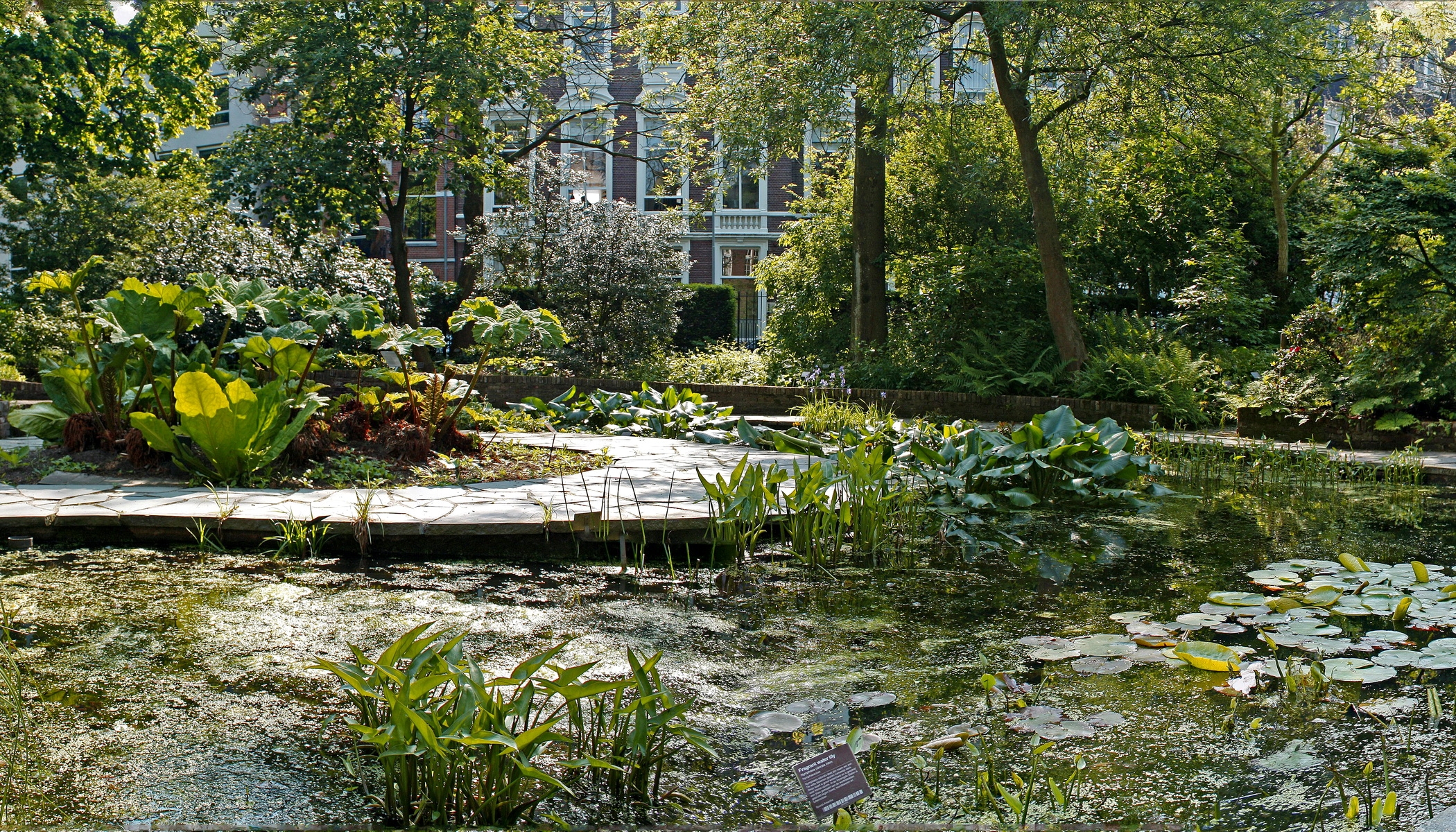 nature, water lilies, lake, vegetation, nameplate, plate, garden, pond, courtyard, yard