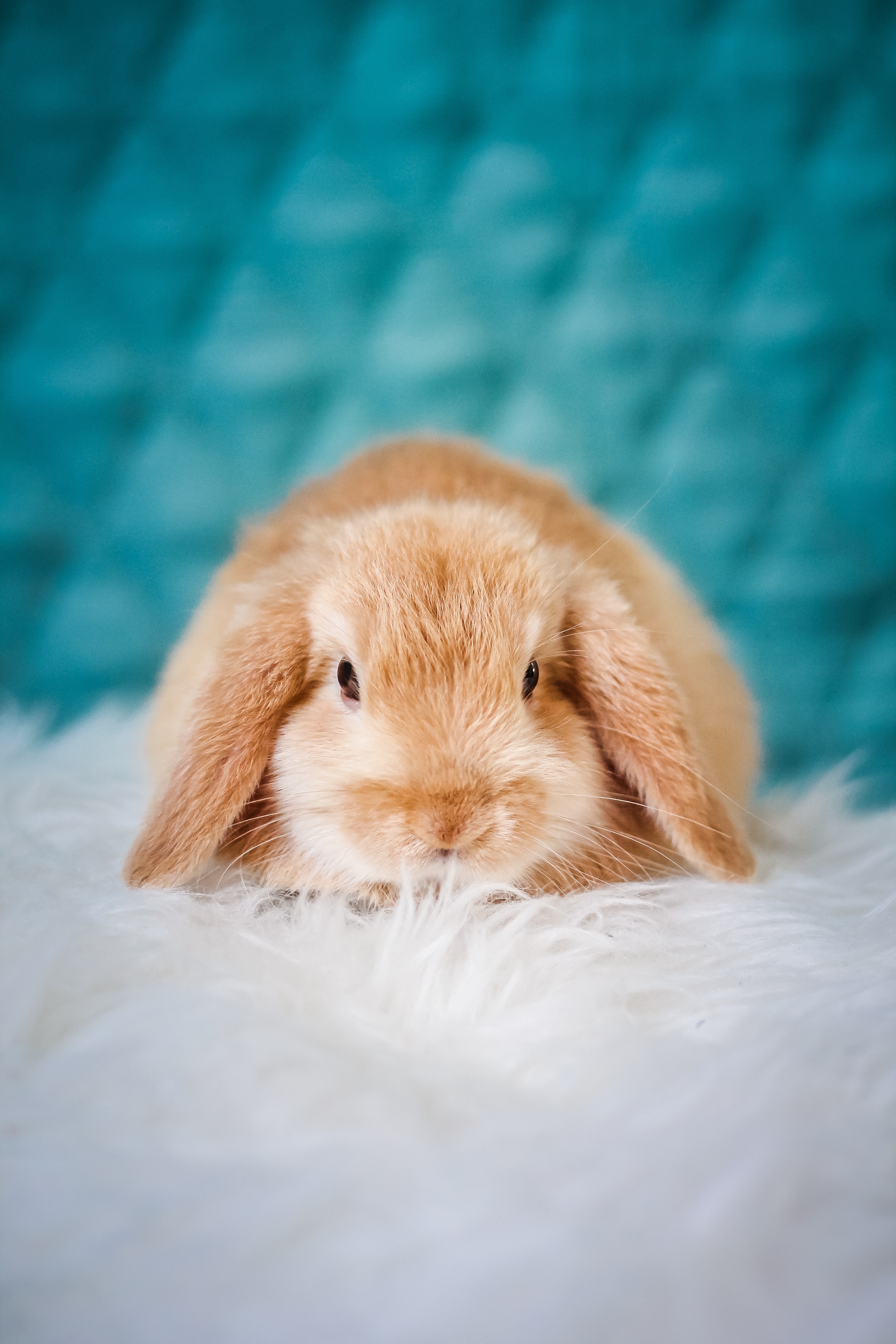 51610 Bild herunterladen tiere, kaninchen, flauschige, haustier, nett, schatz - Hintergrundbilder und Bildschirmschoner kostenlos