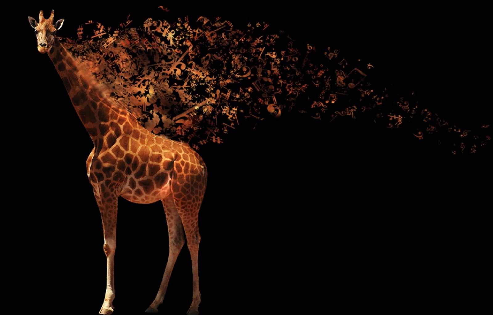 27994 Hintergrundbild herunterladen tiere, hintergrund, fotokunst, giraffen, schwarz - Bildschirmschoner und Bilder kostenlos