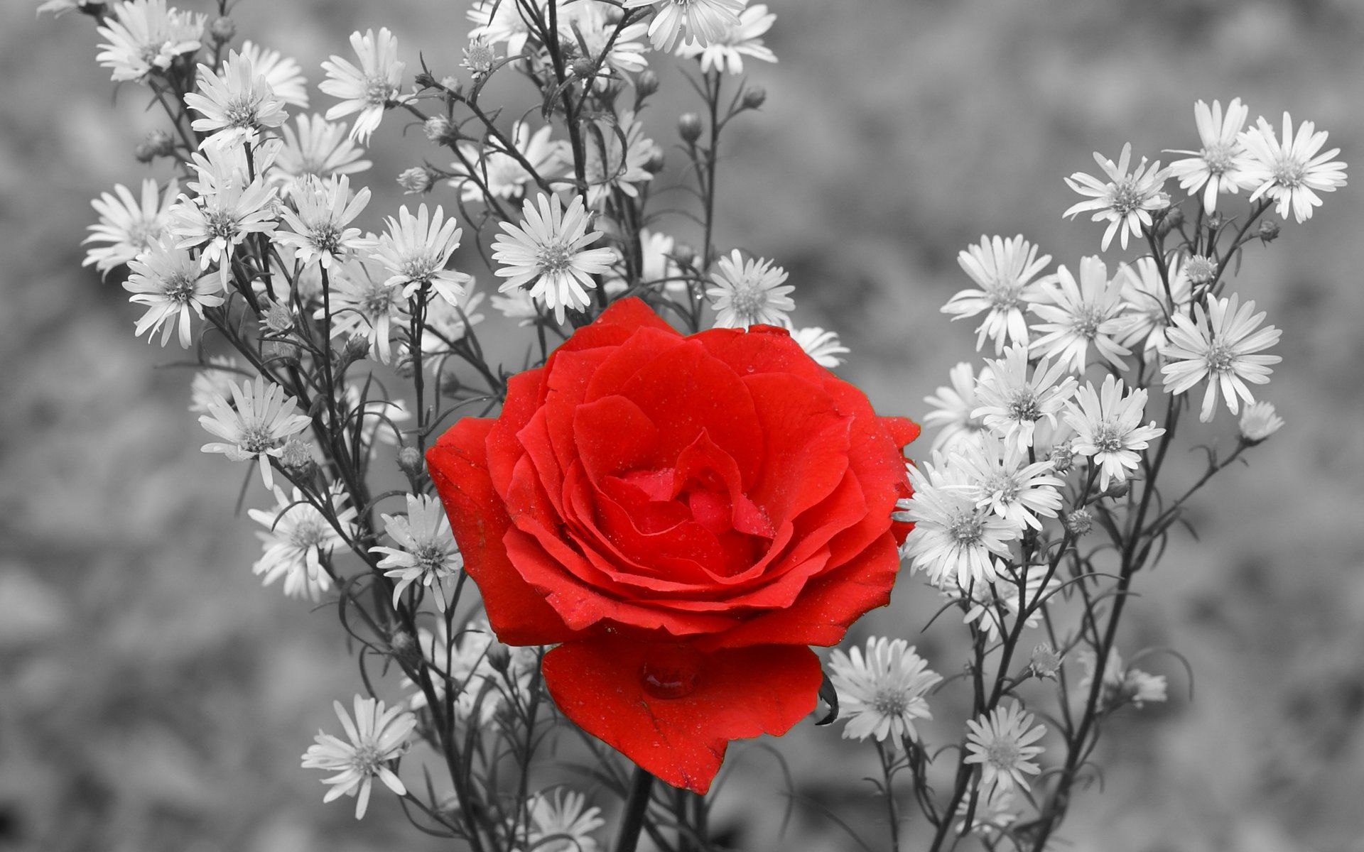 Free Images  Red Rose