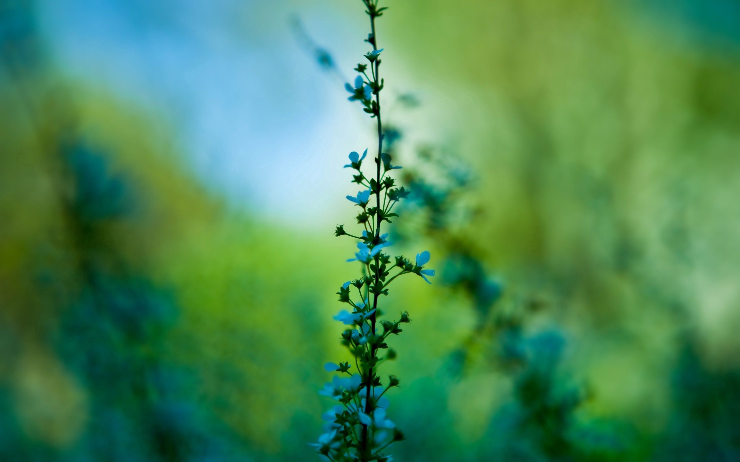 background, flowers, grass, macro, blur, smooth HD wallpaper
