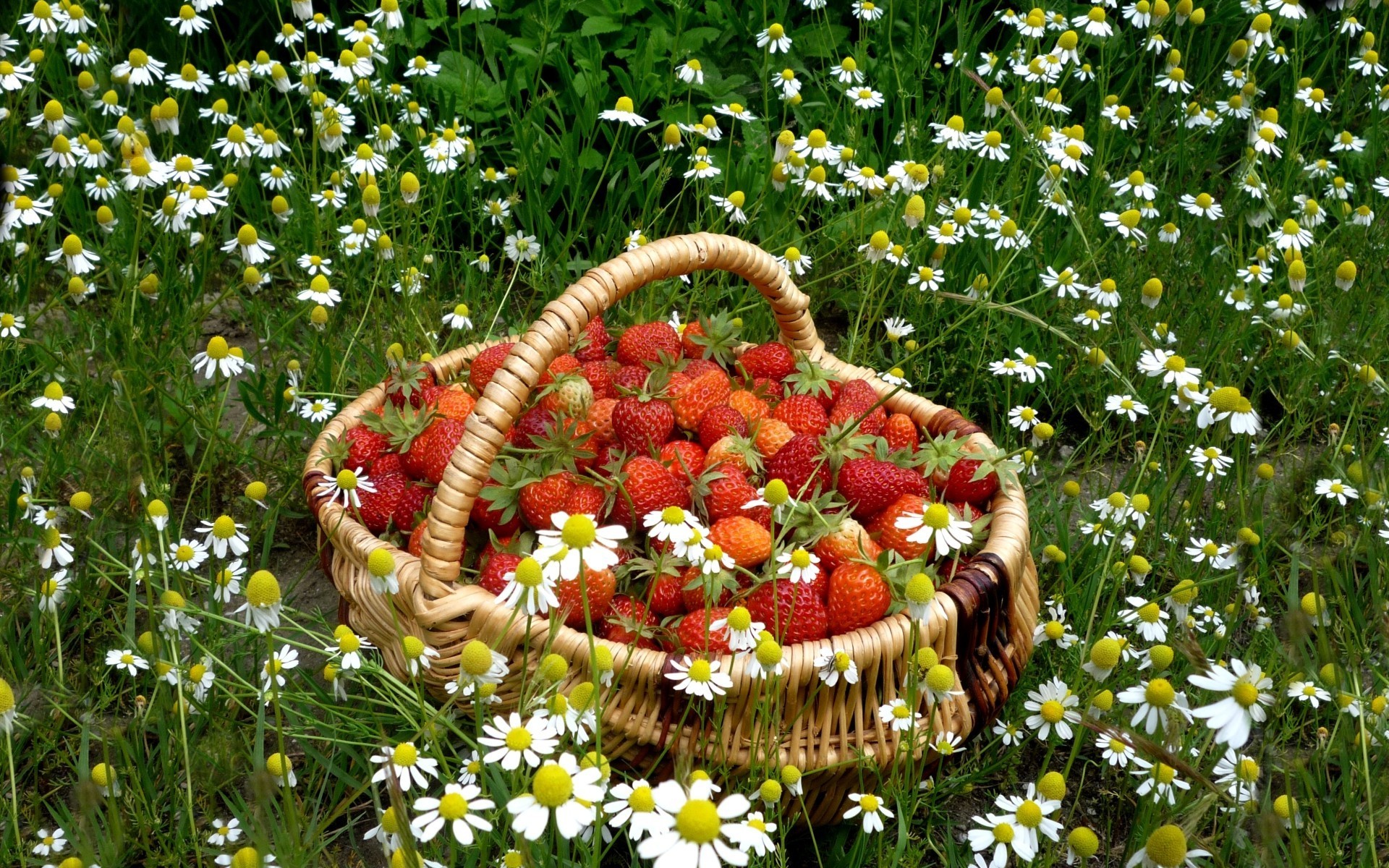 white flower, strawberry, still life, food, basket, daisy, nature, fruits