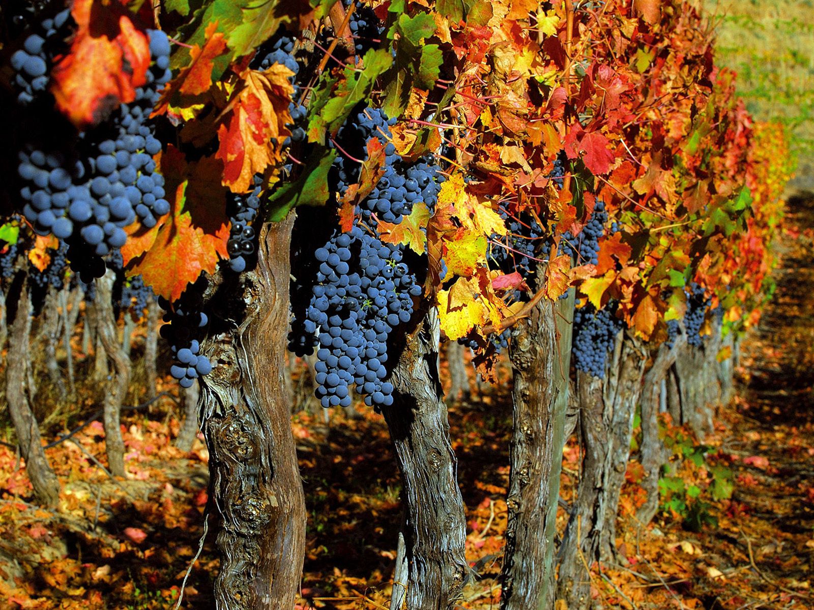 grapes, autumn, fruits, trees, food, leaves, bunches, clusters, harvest 4K Ultra