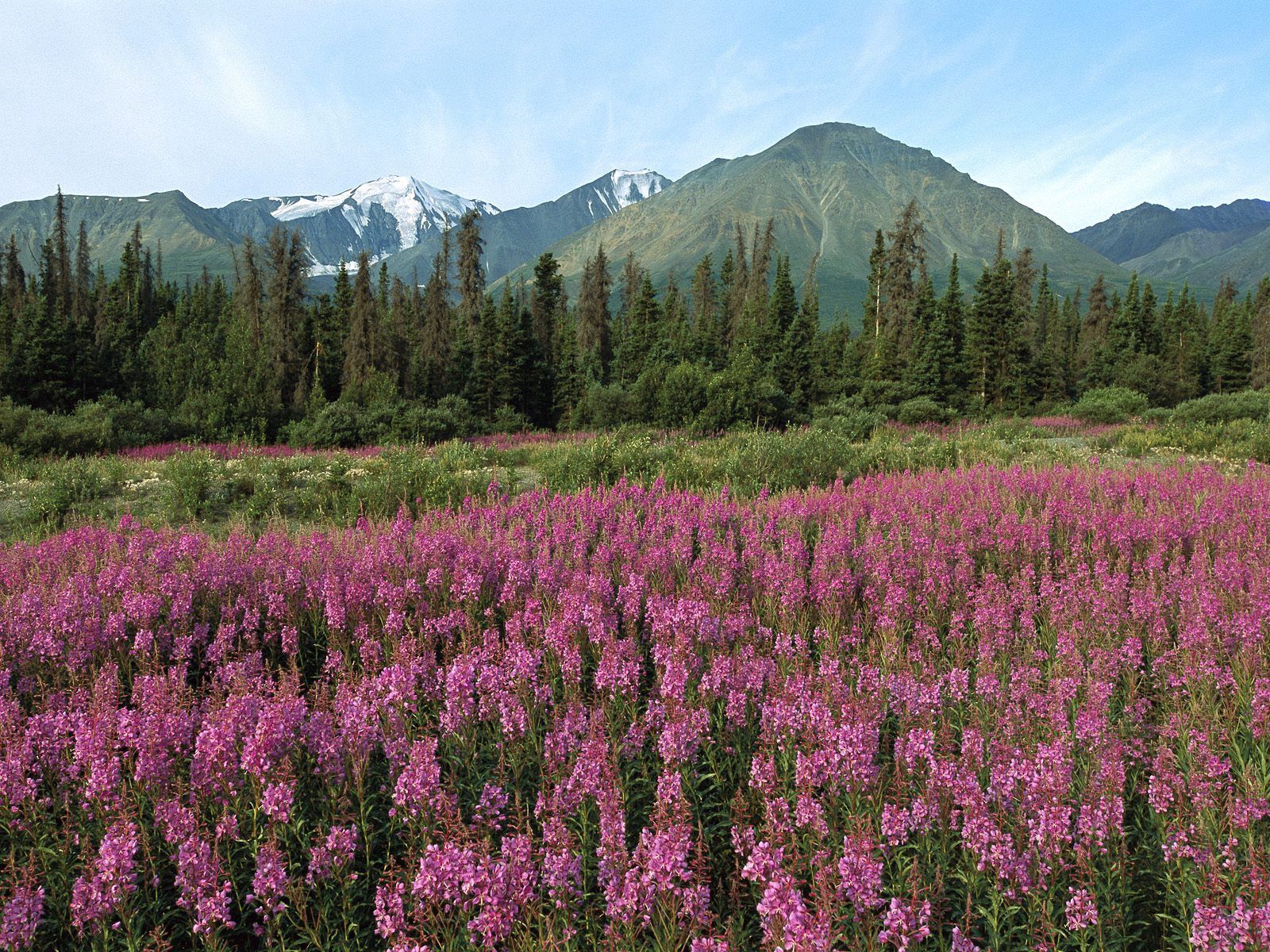 Растительный покров гор. Цветы Канады Банф. Национальный парк Олимпик Луга горы цветы Поляна.