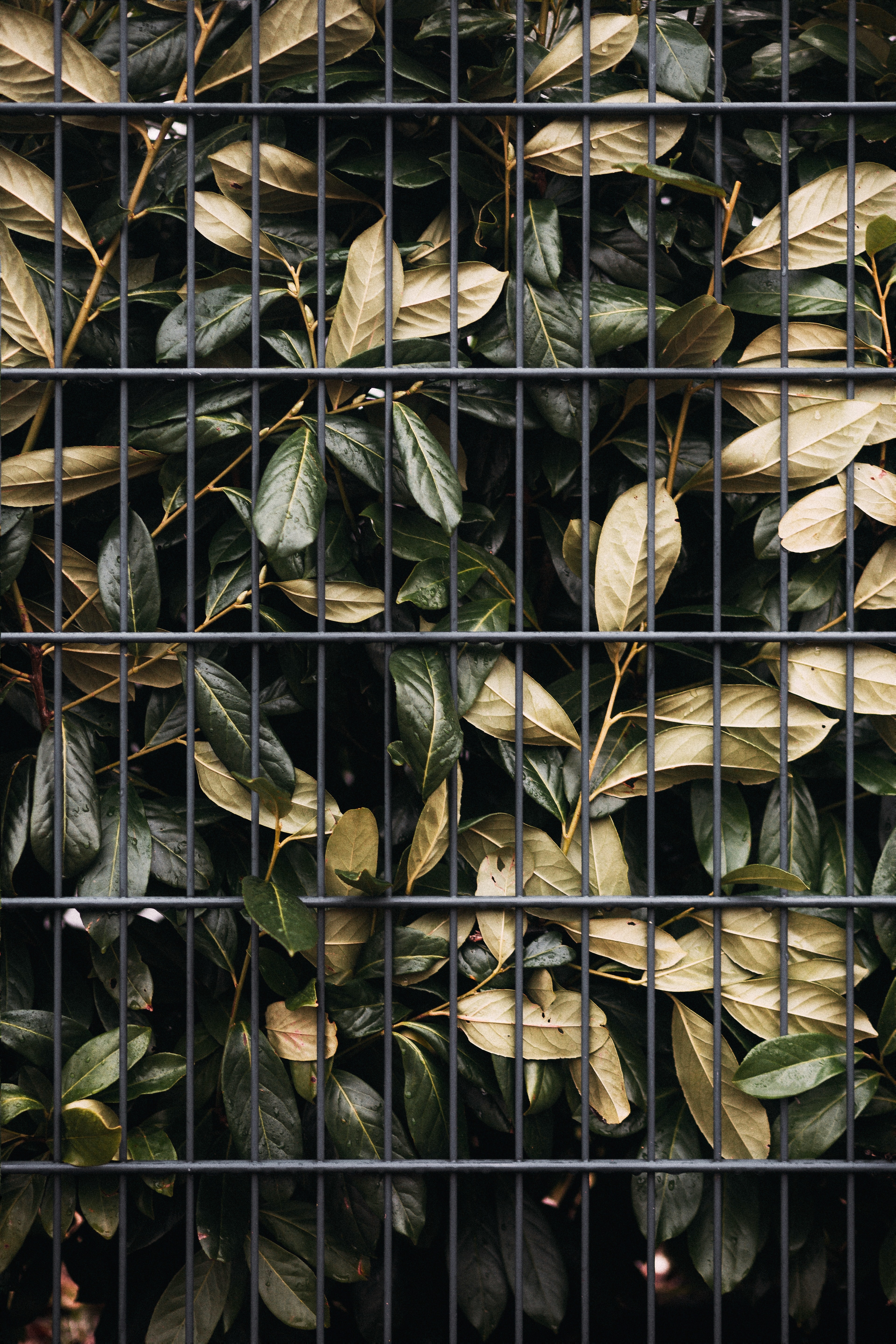 nature, leaves, bush, lattice, trellis 4K Ultra