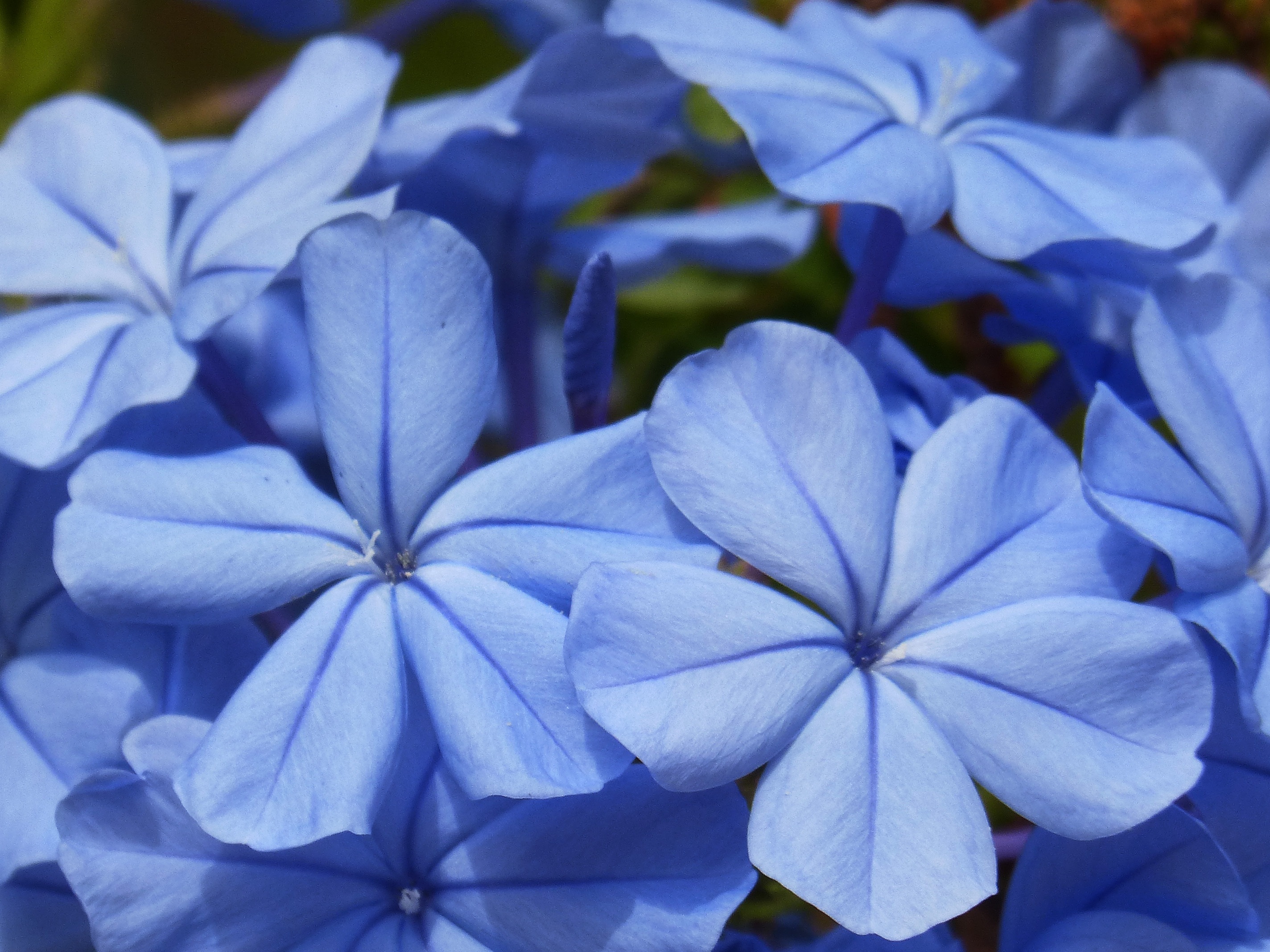 Widescreen image flowers, blue