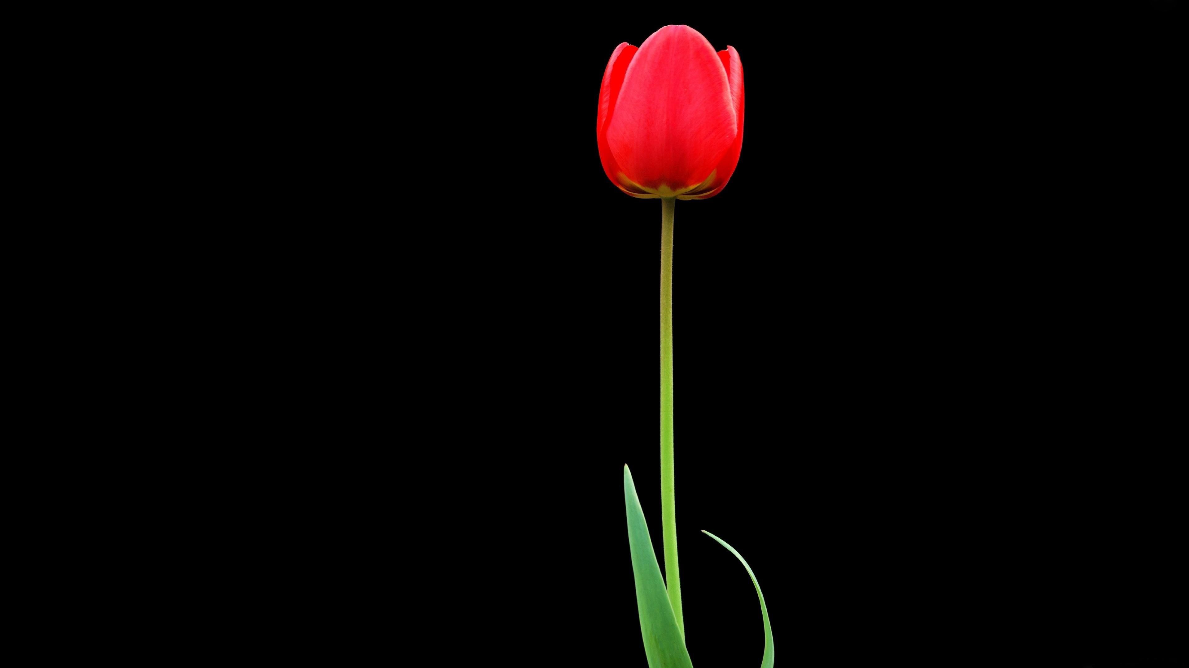 red, flower, one, tulip, black background, minimalism 4K
