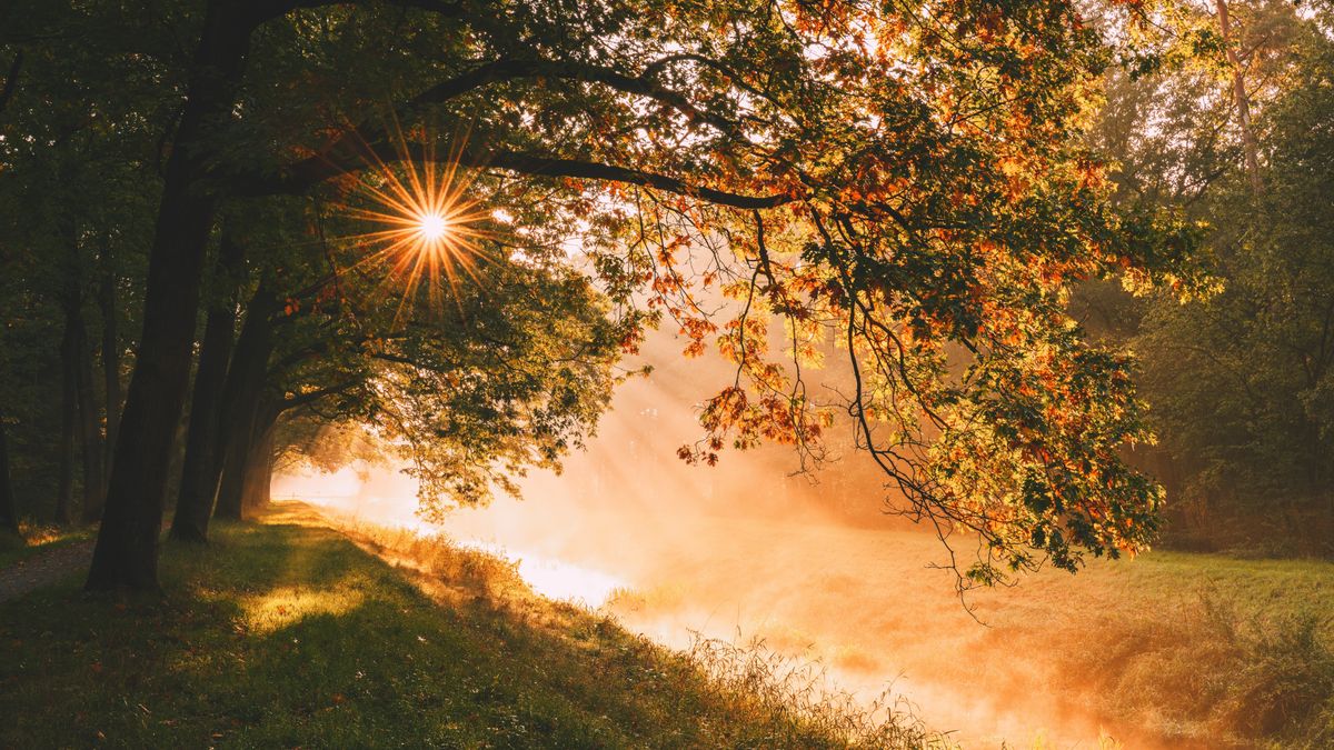 Hd Desktop Wallpaper Landscape Trees Rays Sunlight Beams Nature