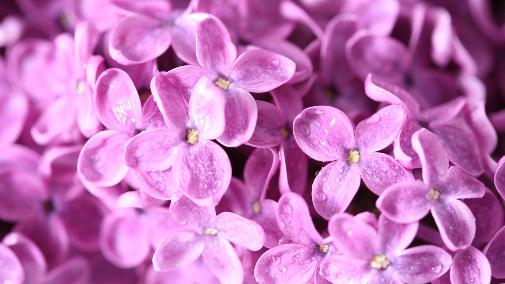 Laden Sie das Lilac, Blume, Makro, Blütenblätter, Knospe, Bud-Bild kostenlos auf Ihren PC-Desktop herunter