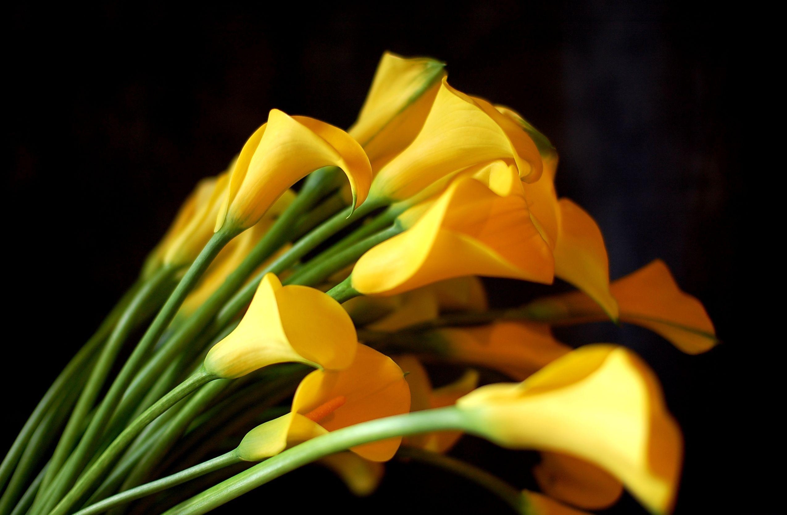 Ultra HD 4K flowers, sharpness, calla, bouquet