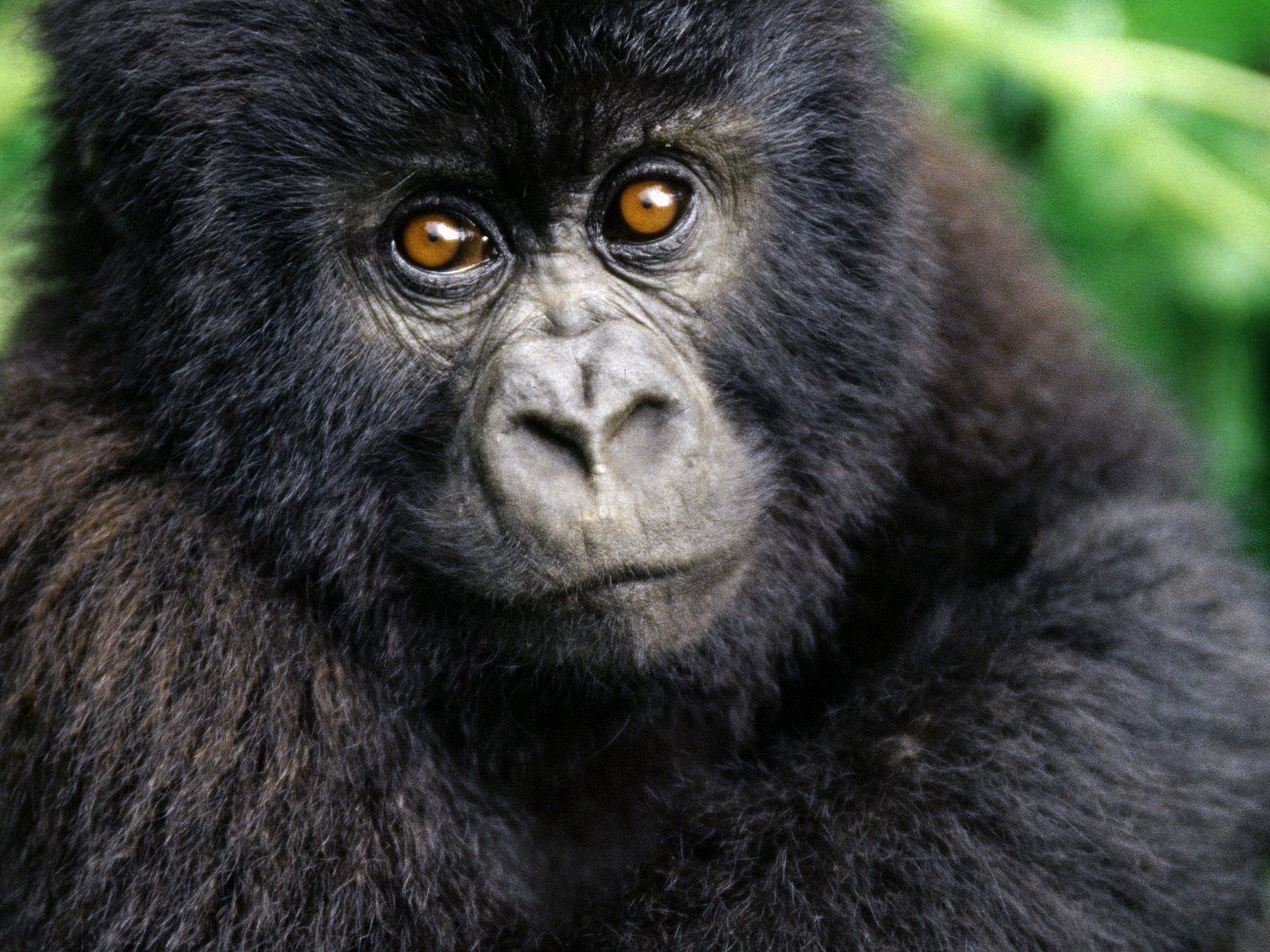87603 Bild herunterladen tiere, junge, gorilla, kind, tot, joey, behaart, behaarte - Hintergrundbilder und Bildschirmschoner kostenlos