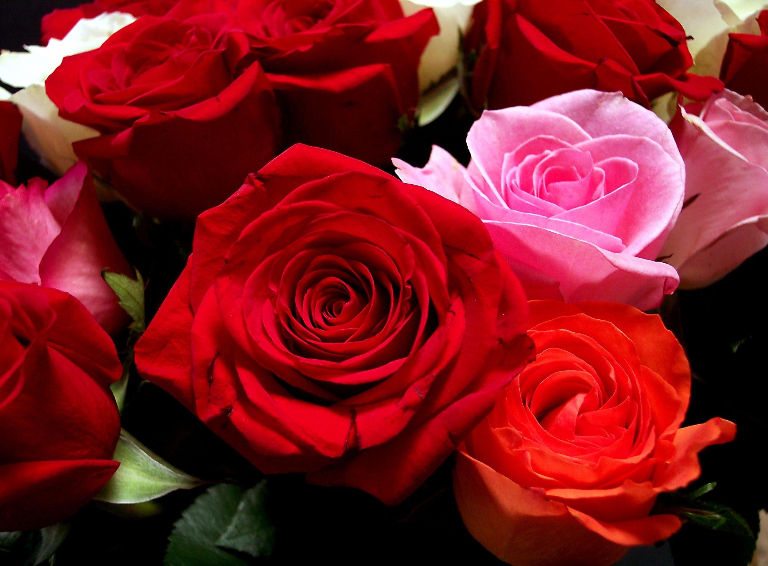 Laden Sie das Blumen, Roses, Nahaufnahme, Strauß, Bouquet, Nahansicht, Knospen-Bild kostenlos auf Ihren PC-Desktop herunter