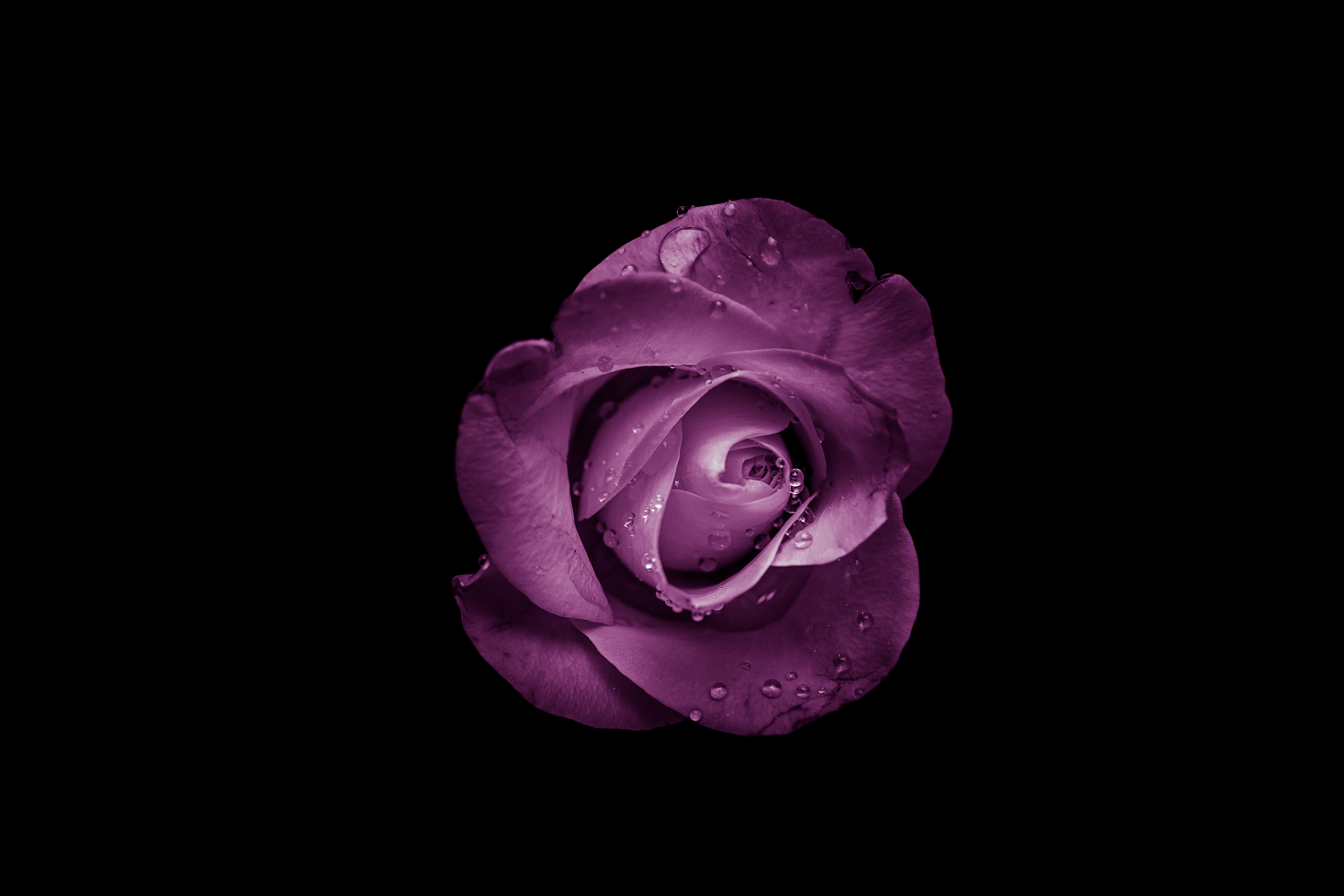 rose flower, flowers, purple, bud, drops, violet, flower, rose