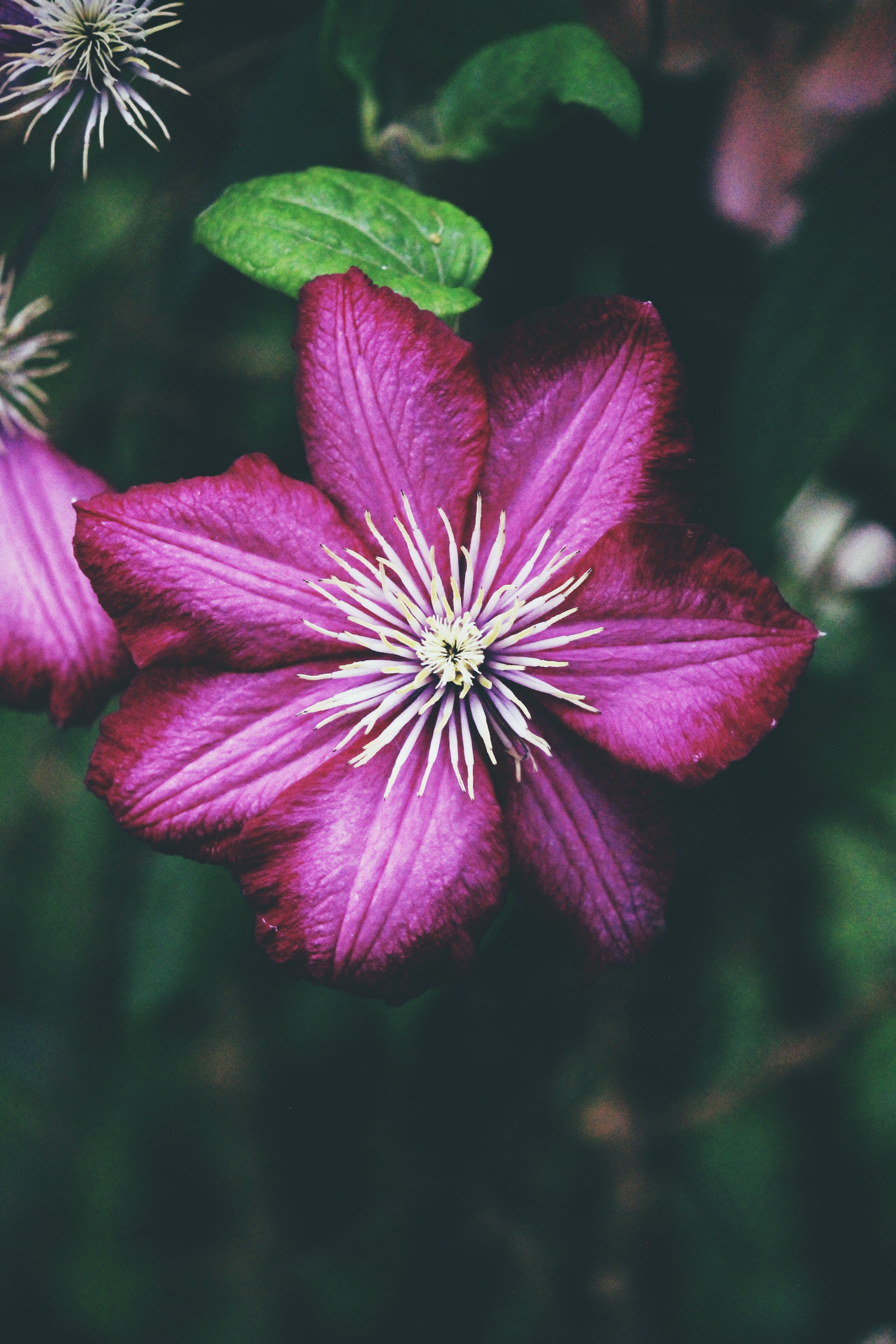 flowers, petals, bud, clematis Free Stock Photo