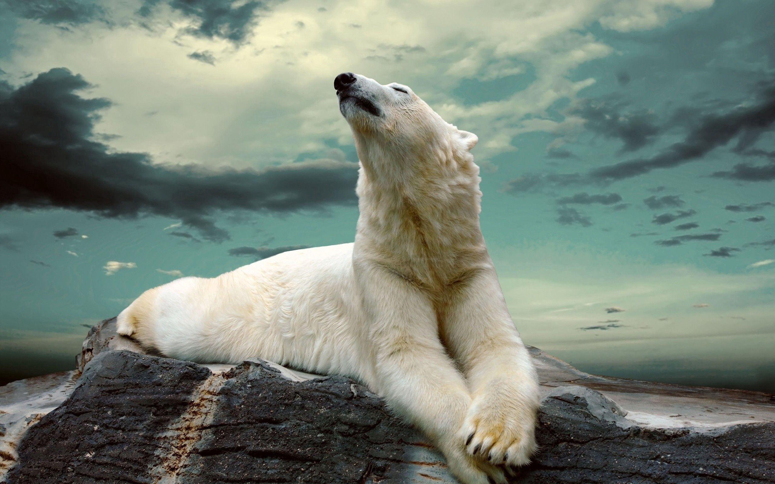Free HD animals, to lie down, lie, fat, thick, polar bear