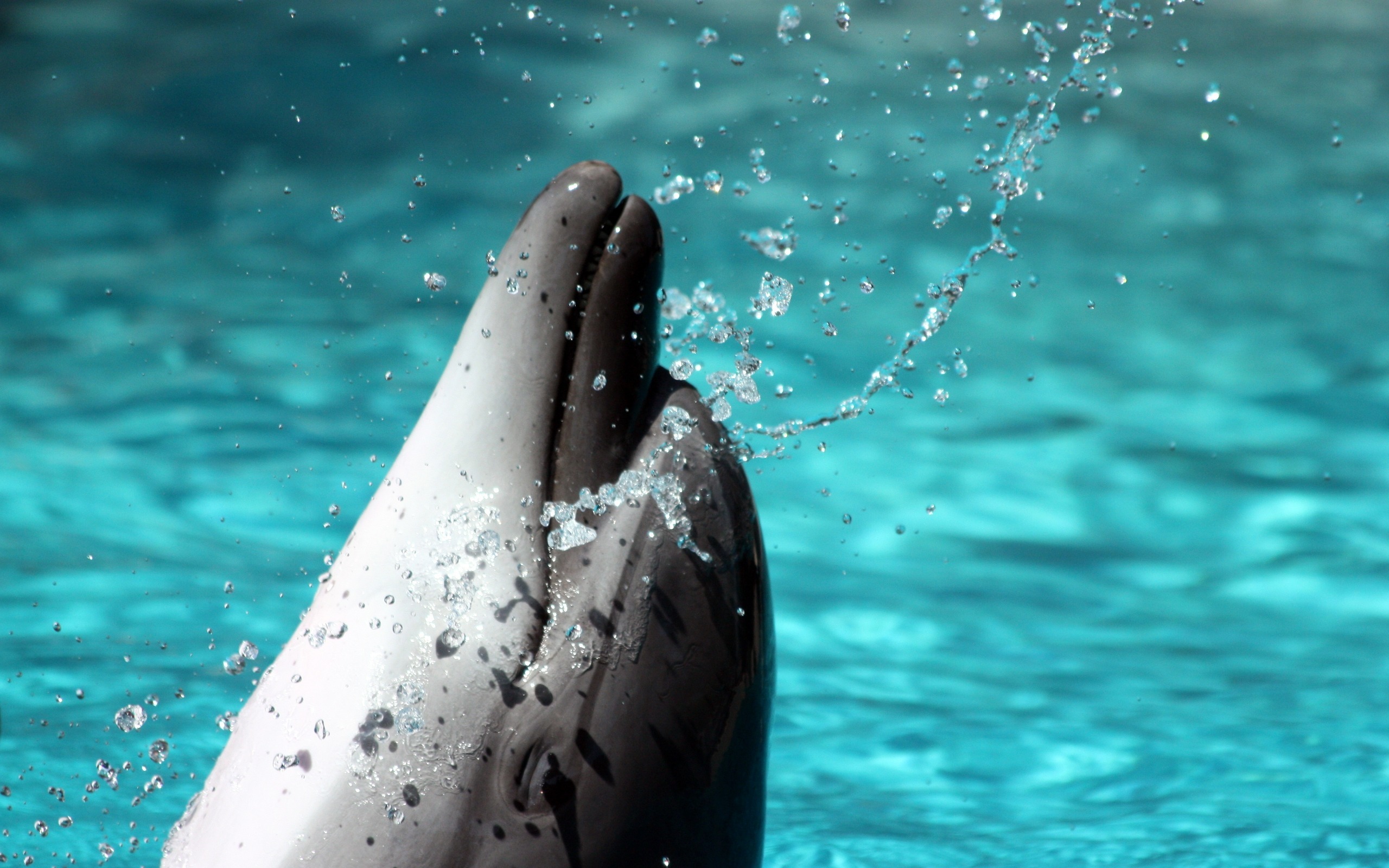Дельфин выглядывает из воды