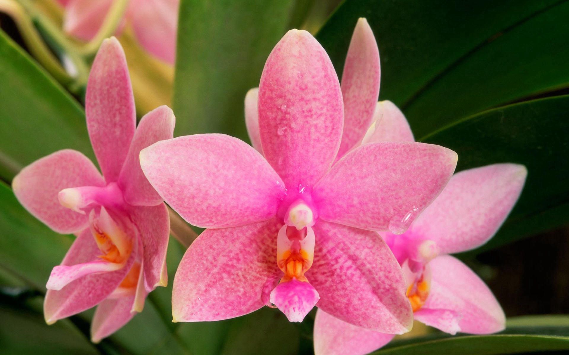 67830 Bildschirmschoner und Hintergrundbilder Orchidee auf Ihrem Telefon. Laden Sie punkt, blume, farbe, orchid Bilder kostenlos herunter