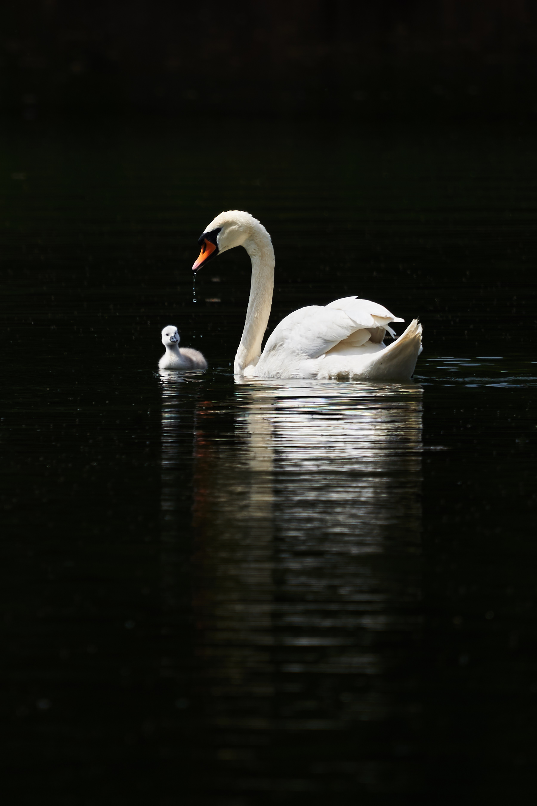 birds, animals, water, swan cell phone wallpapers