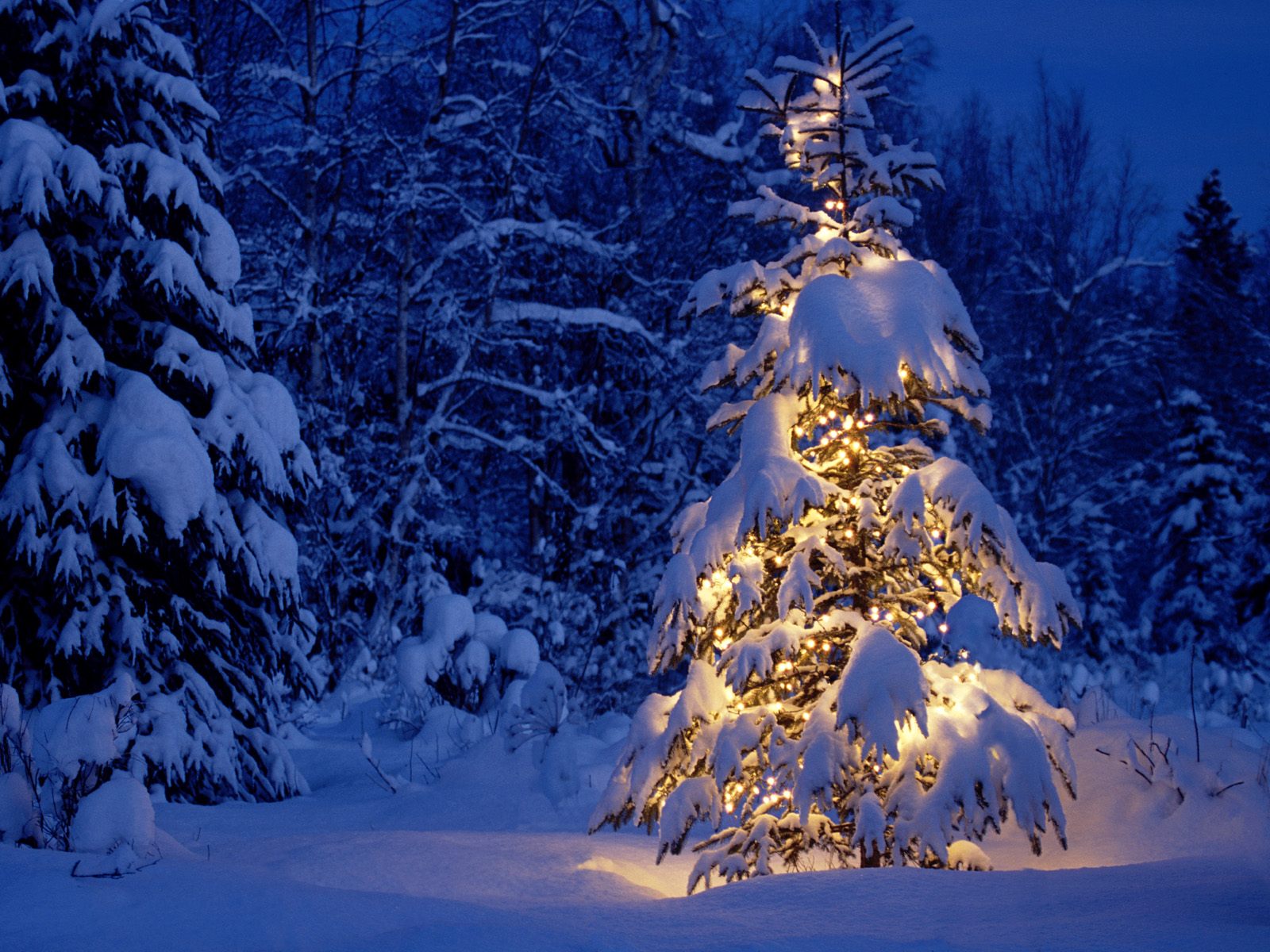 christmas tree, christmas, winter, christmas lights, holiday, snow Full HD