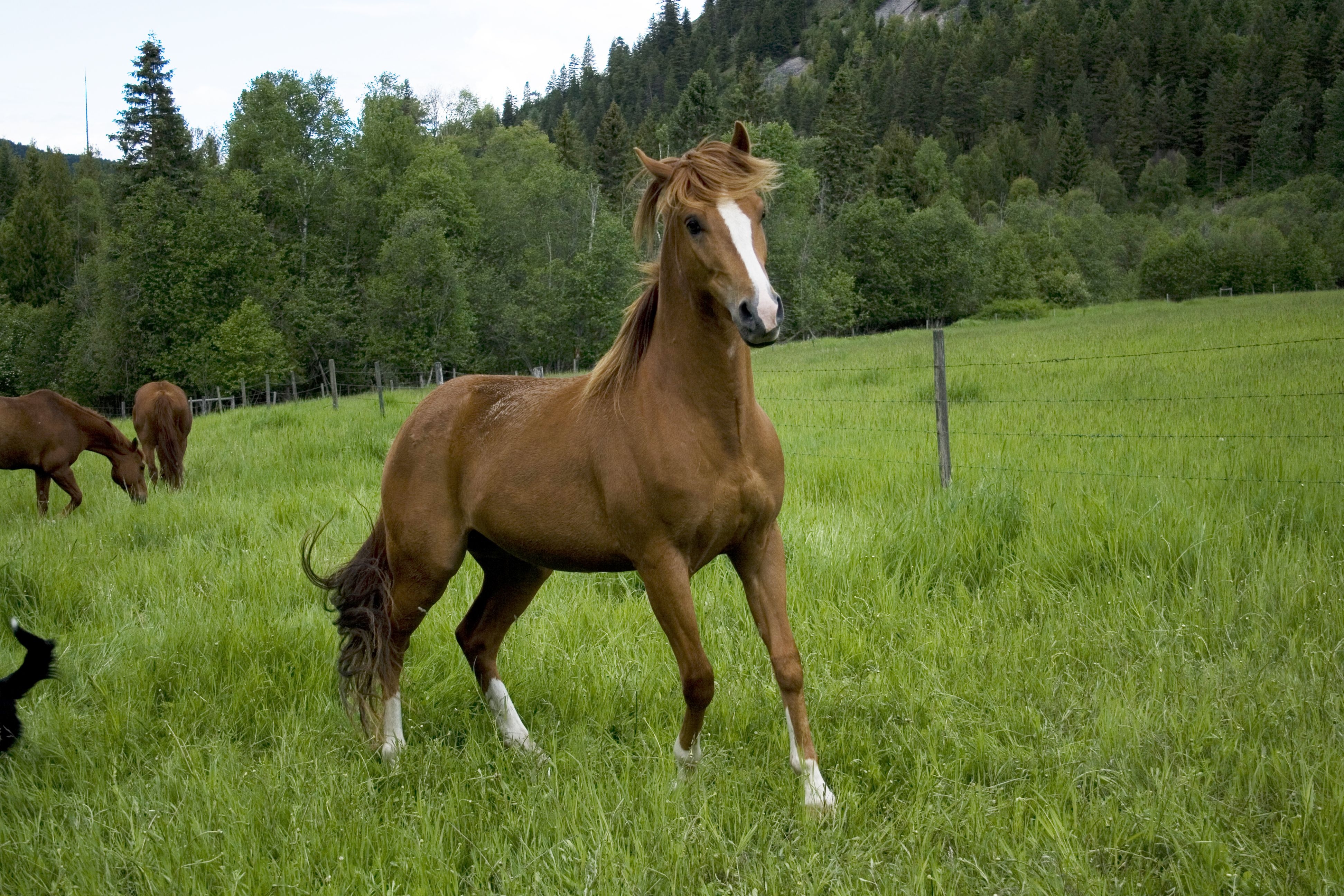 Laden Sie das Tiere, Bäume, Grass, Feld, Pferd-Bild kostenlos auf Ihren PC-Desktop herunter