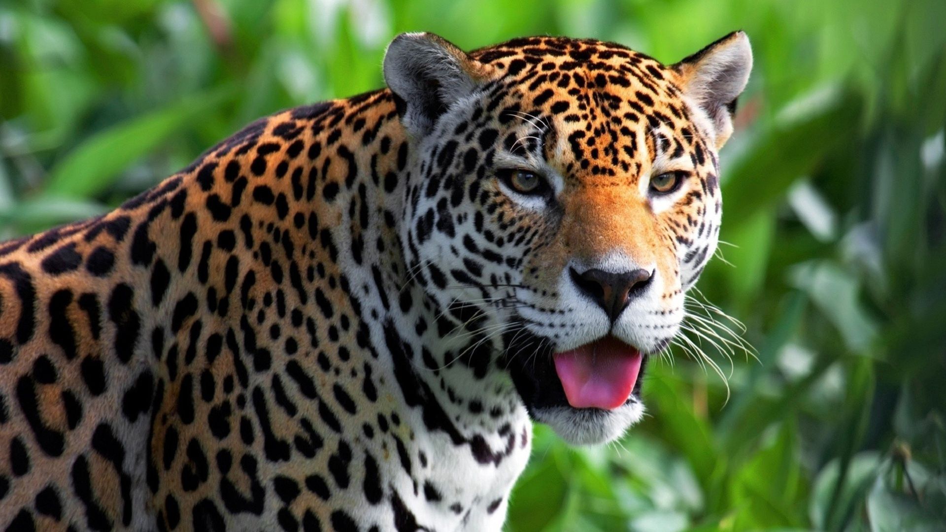 125315 économiseurs d'écran et fonds d'écran Jaguar sur votre téléphone. Téléchargez prédateur, opinion, animaux, museau images gratuitement
