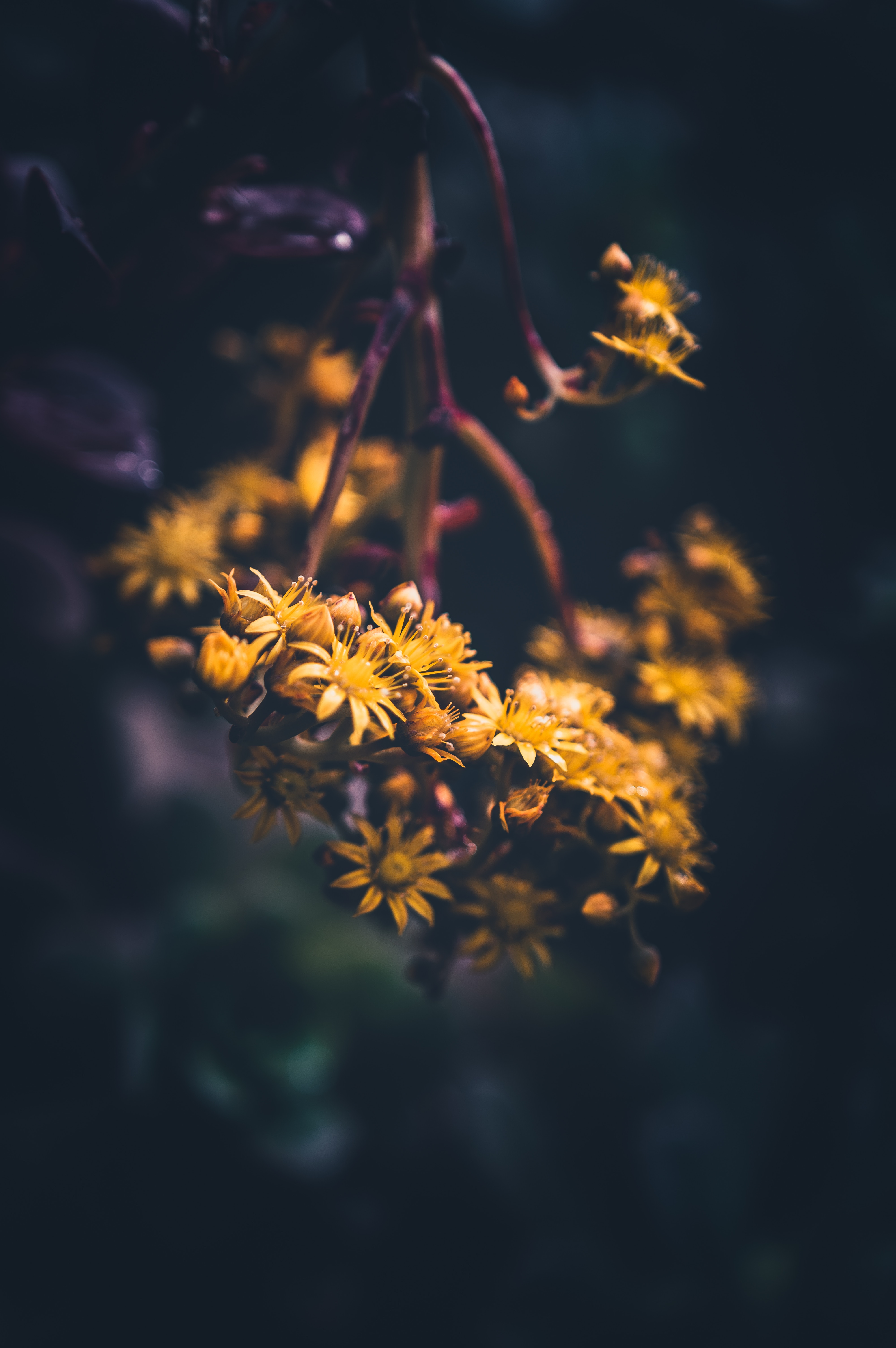smooth, blur, flowers, yellow, macro, bloom, flowering