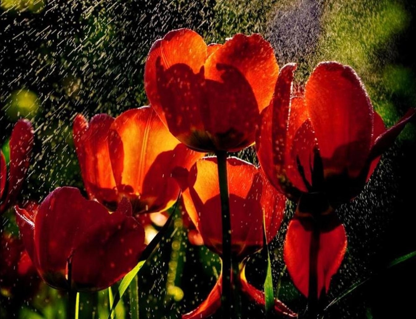 50492 Hintergrundbild herunterladen blumen, regen, tulpen, drops, frische - Bildschirmschoner und Bilder kostenlos