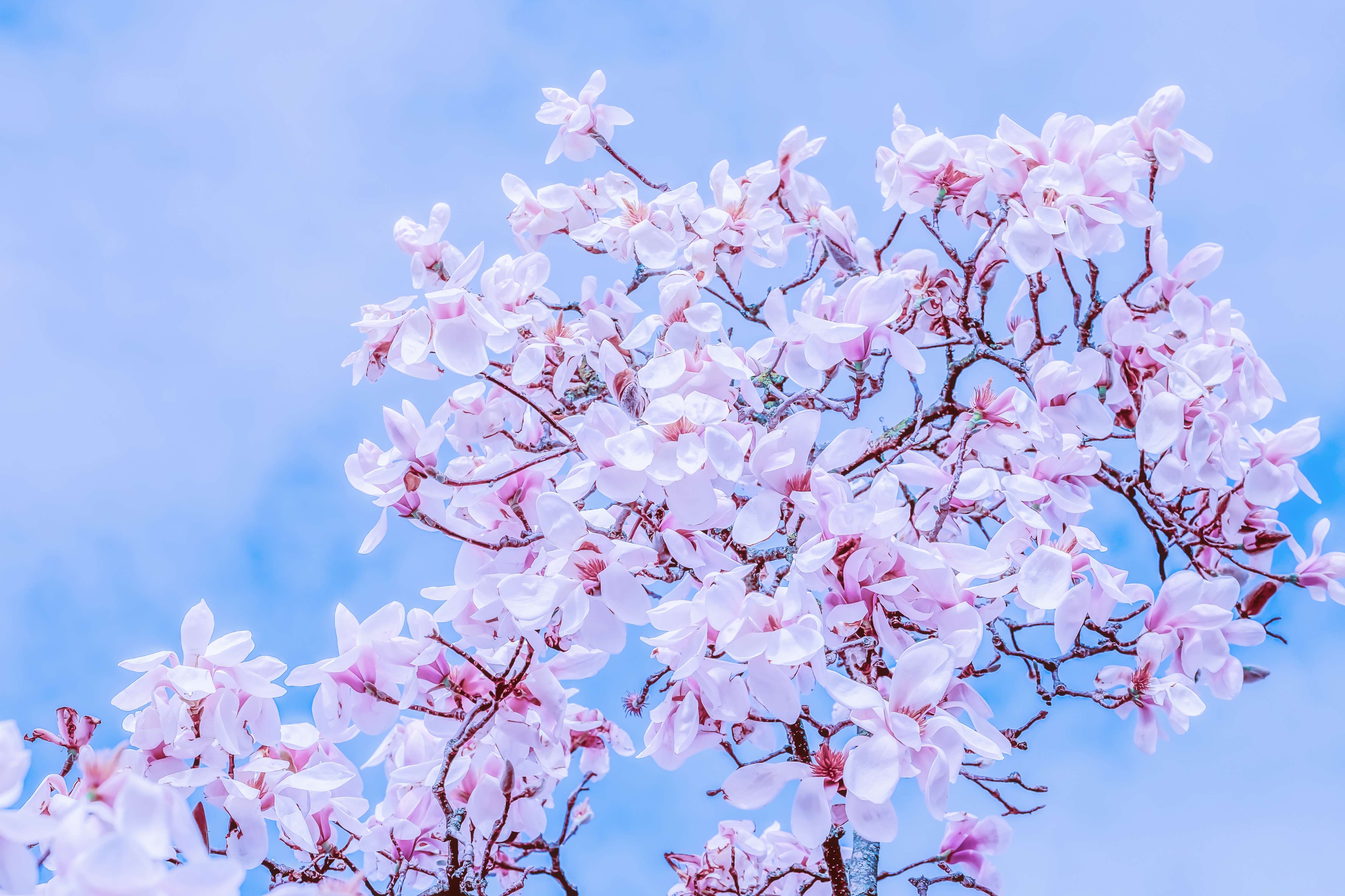bloom, flowers, sky, branches, flowering, magnolia Aesthetic wallpaper