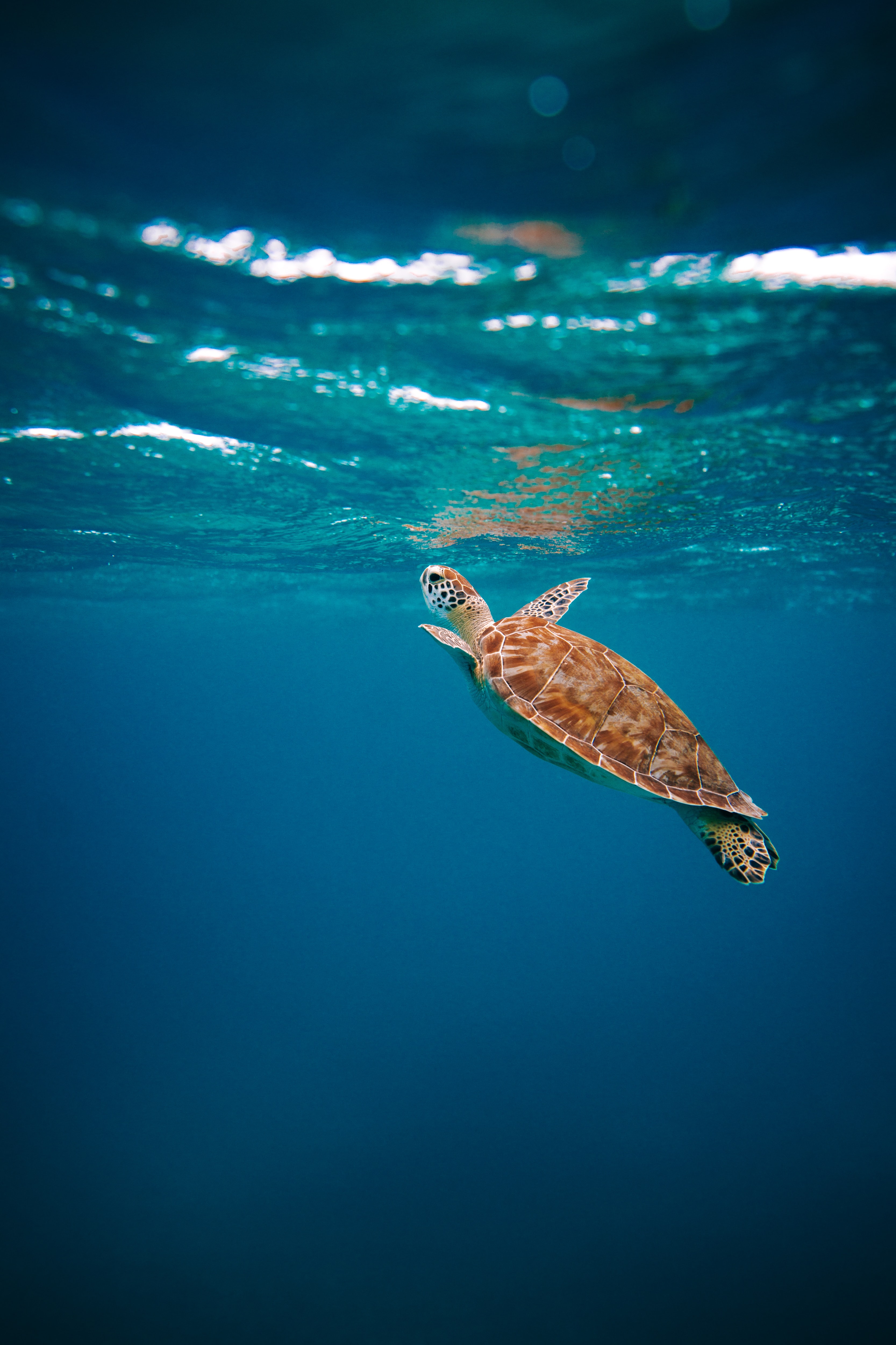 animals, water, underwater world, carapace, shell, turtle Free Stock Photo