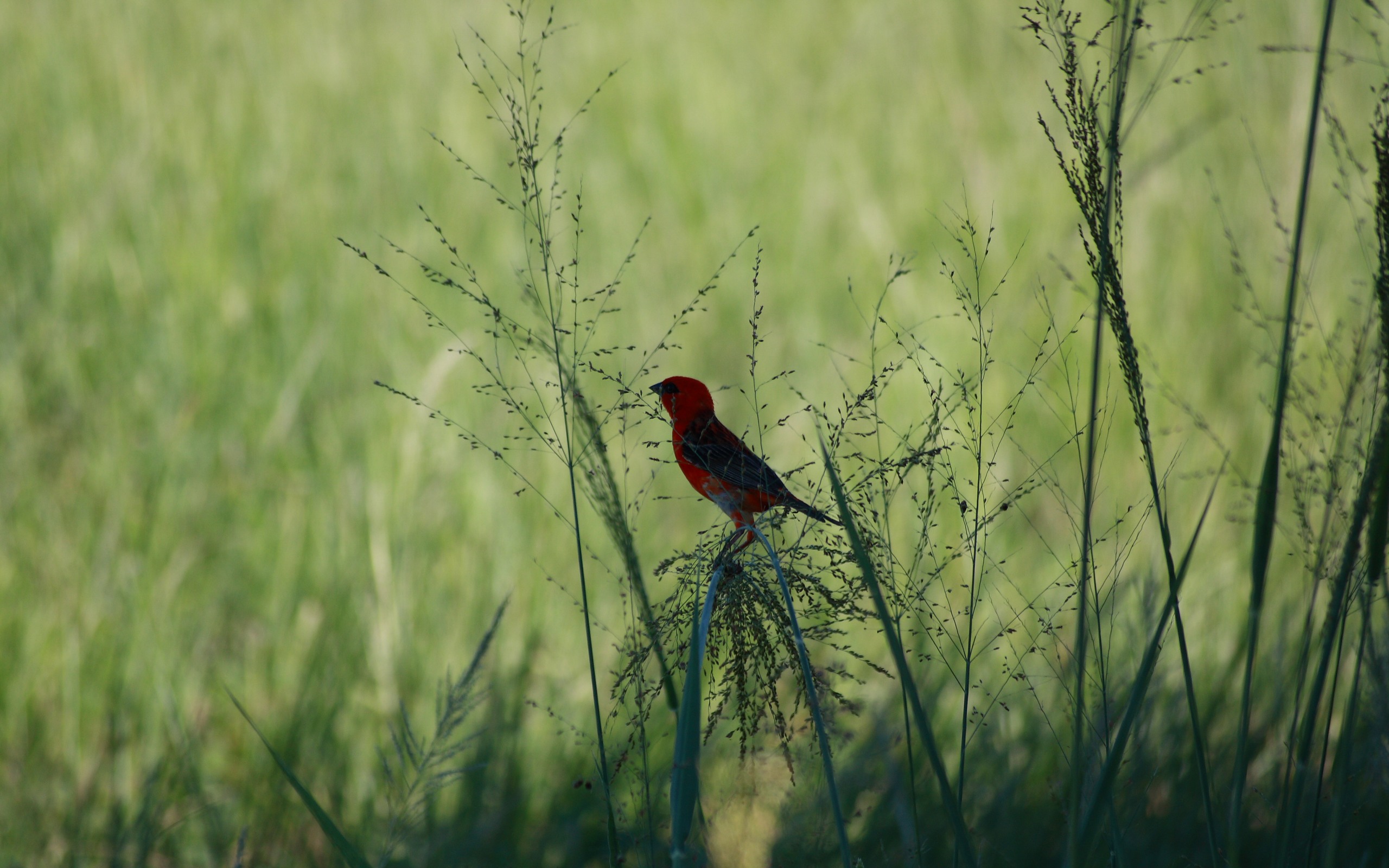 Птица в высокой траве