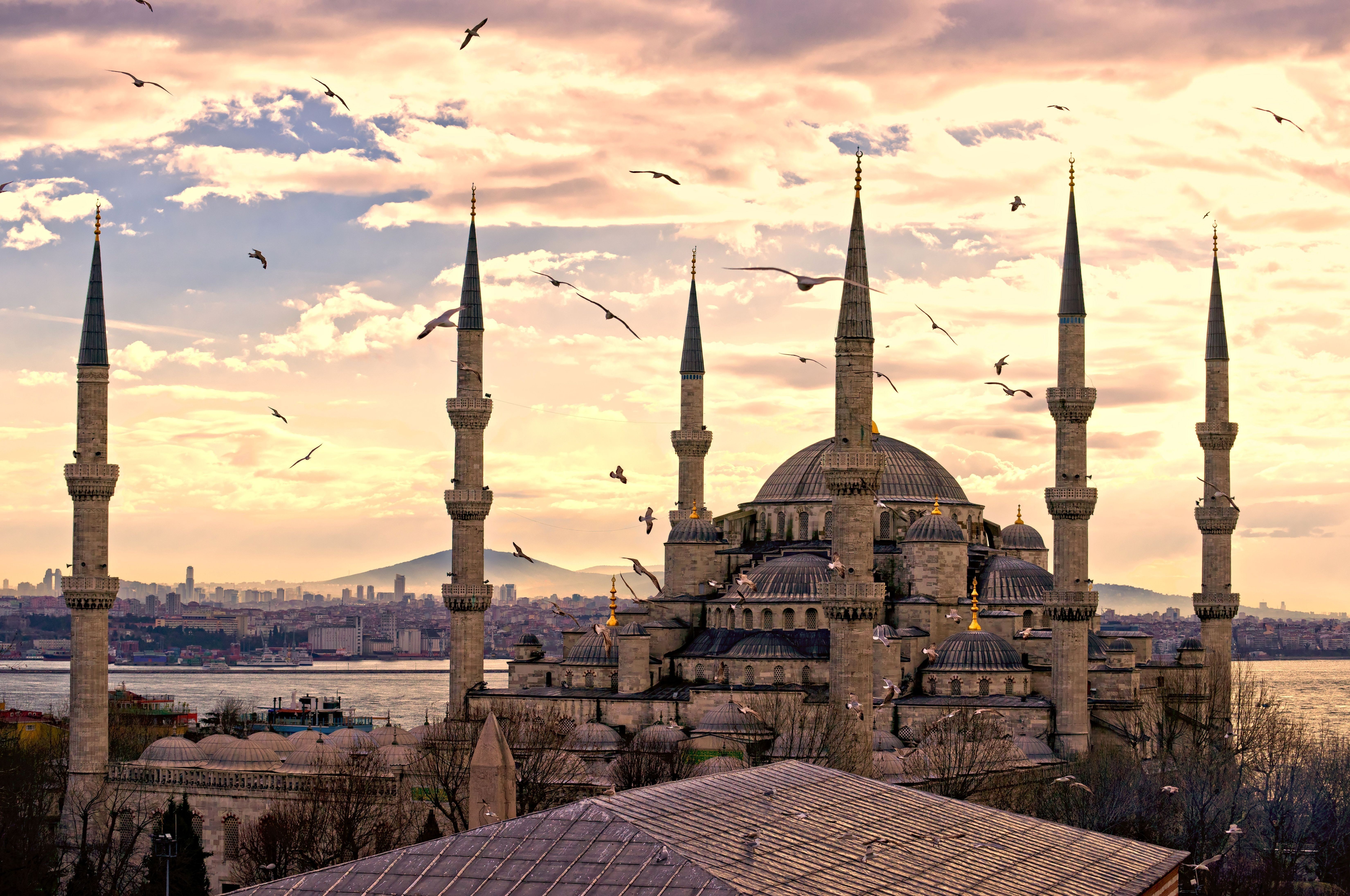 turkey, mosques, istanbul, religious, sultan ahmed mosque, seagull